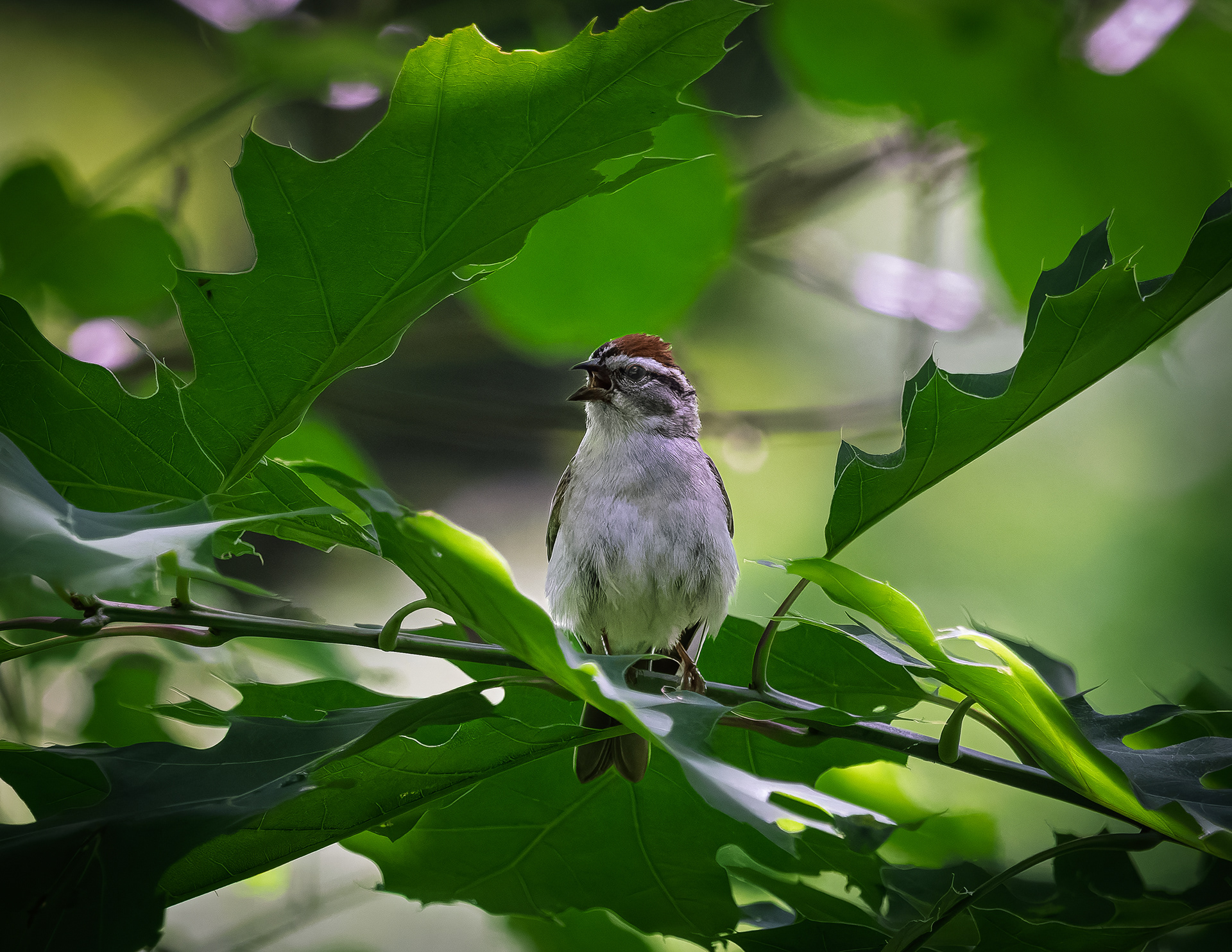 Chipping Sparrow No1