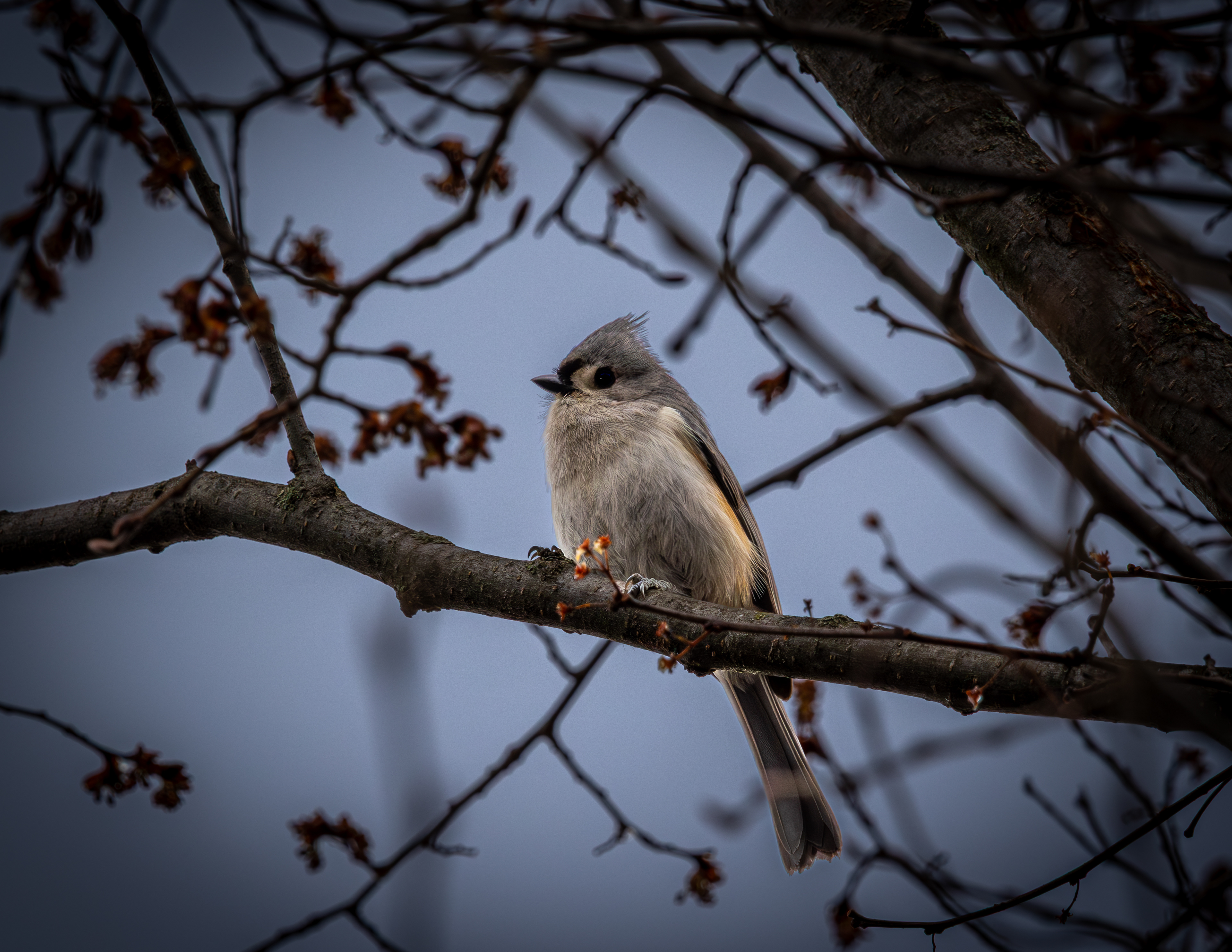 Tufted Titmouse at CSV