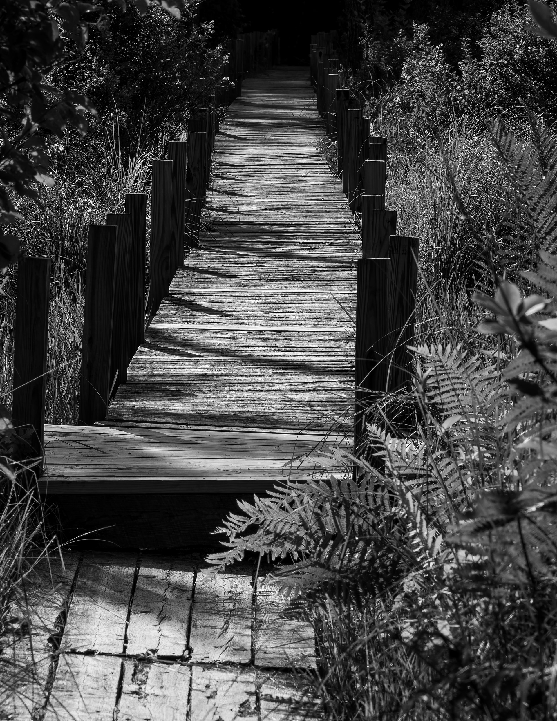 Boardwalk at Quincy Bog
