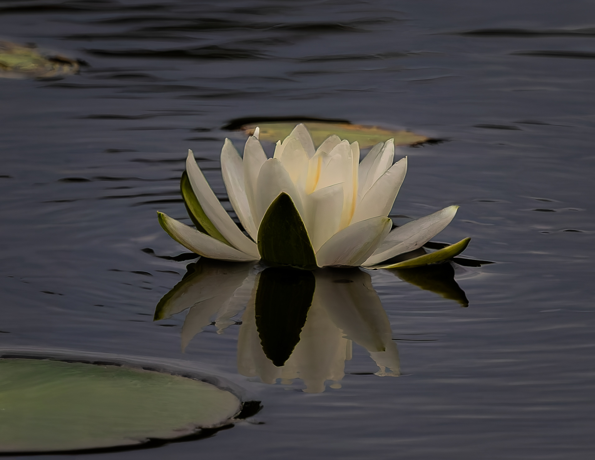 Water Lily in Color - September 8, 2026