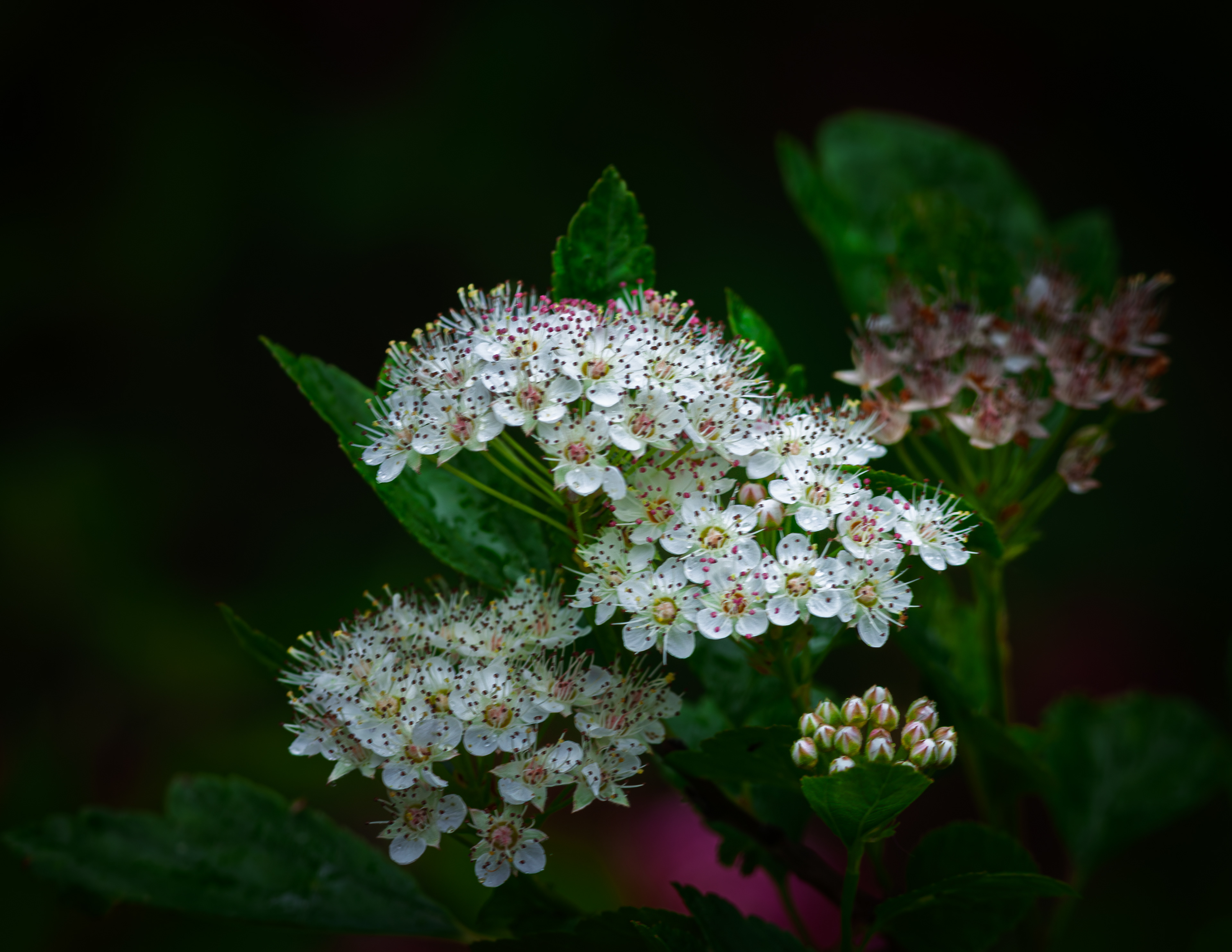 Spirea