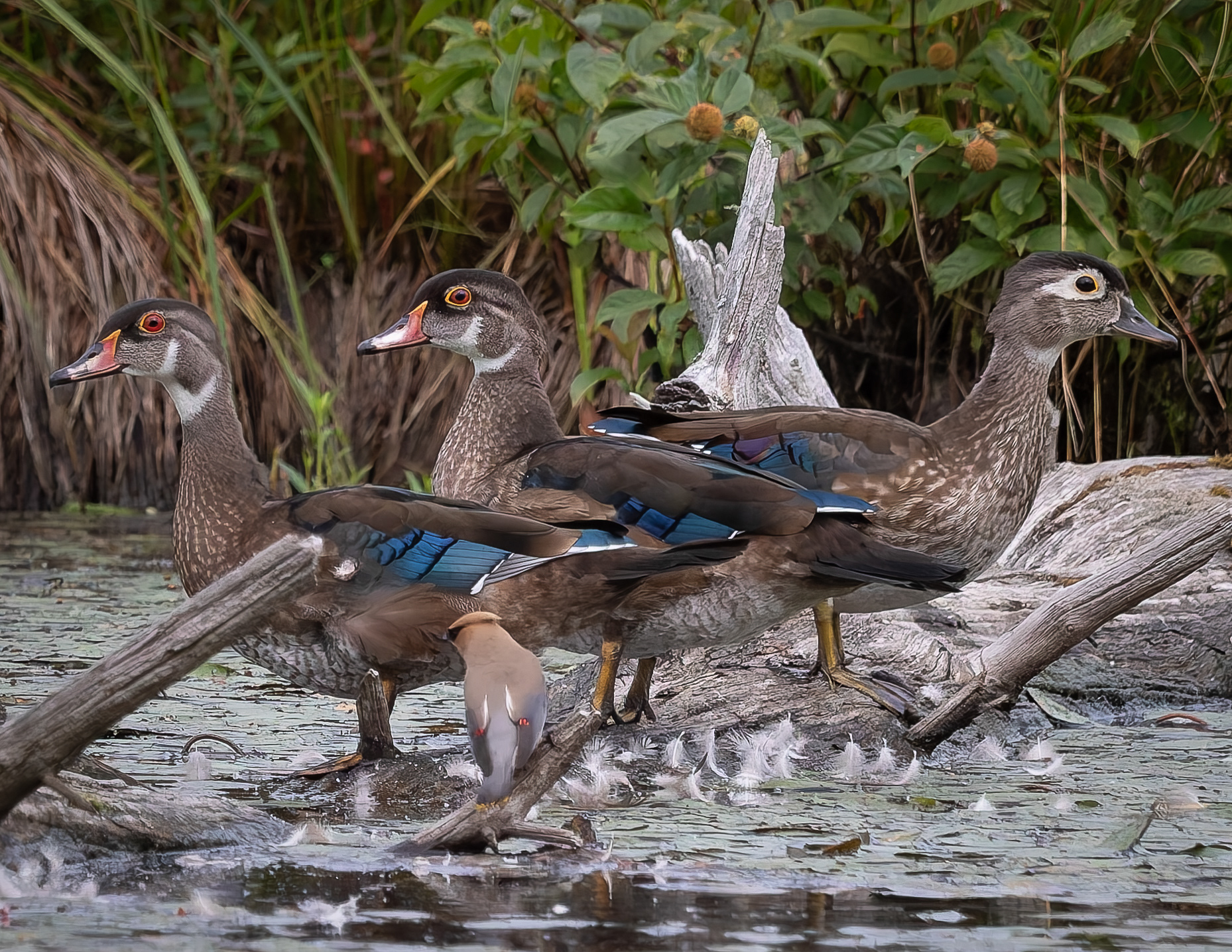 Wood Ducks at Cedar Waxwing