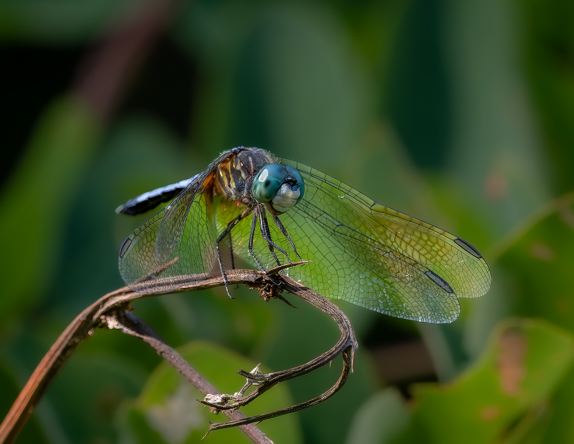 Blue Dasher Dragonfly