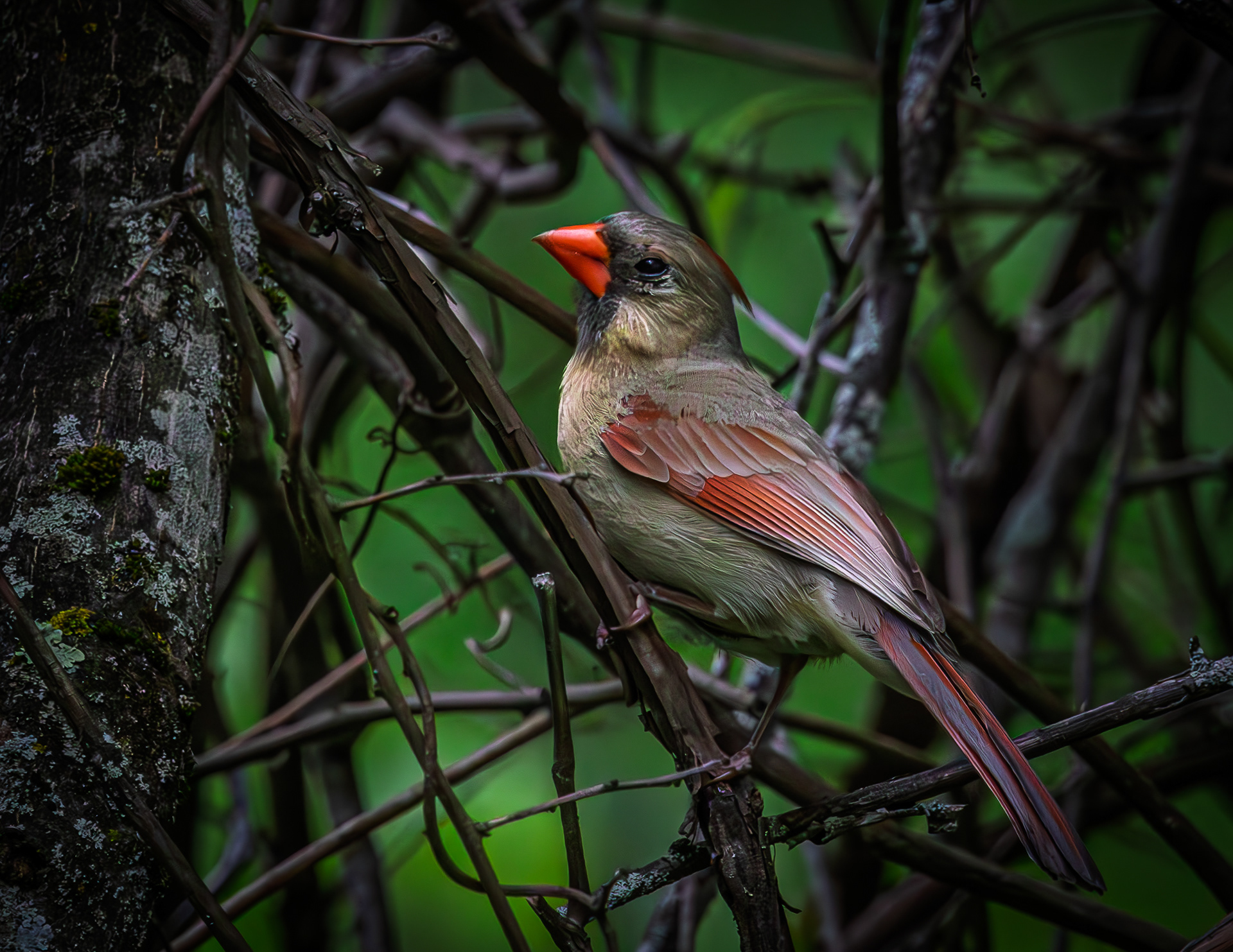 Female Northern Cardinal - June 7, 2026