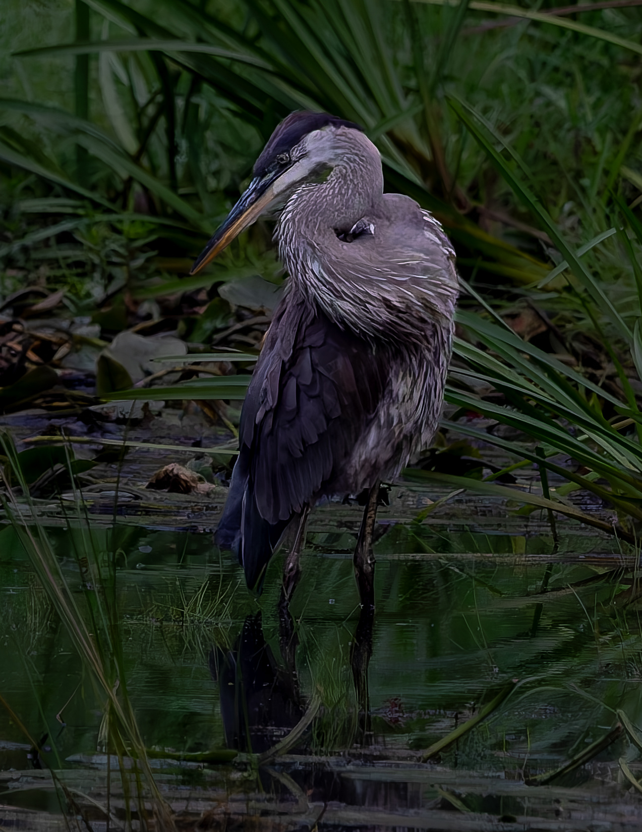 Great Blue Heron No5 - September 8, 2026