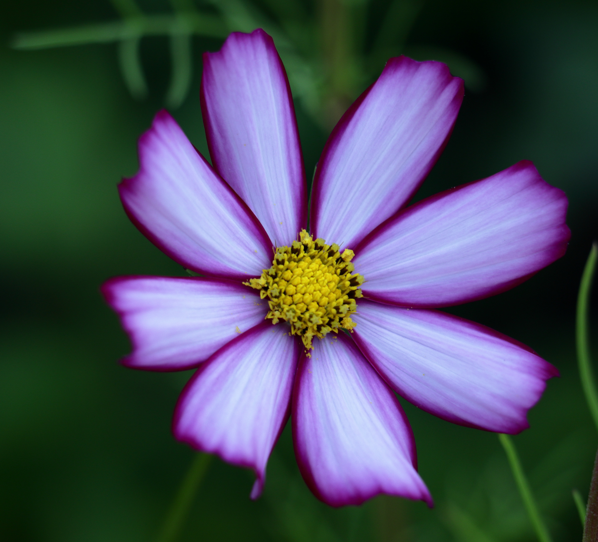 Cosmos