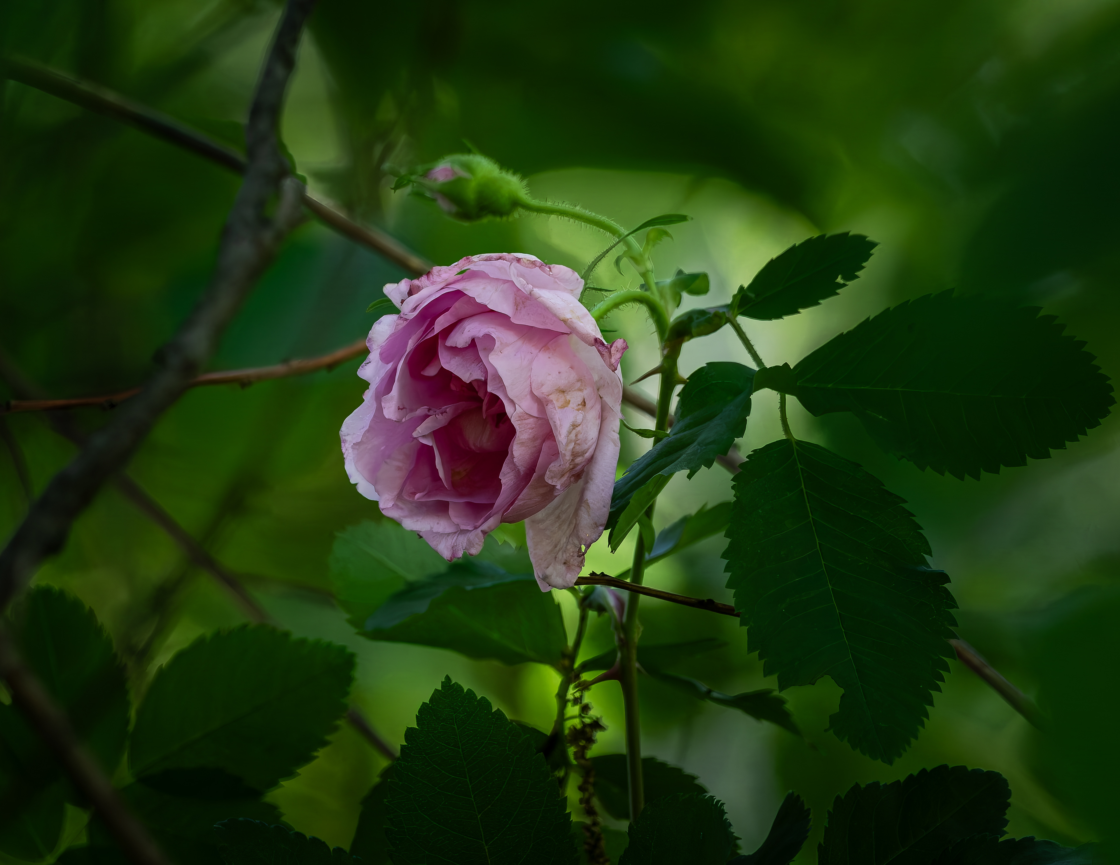 Harkness Rose Growing Wild