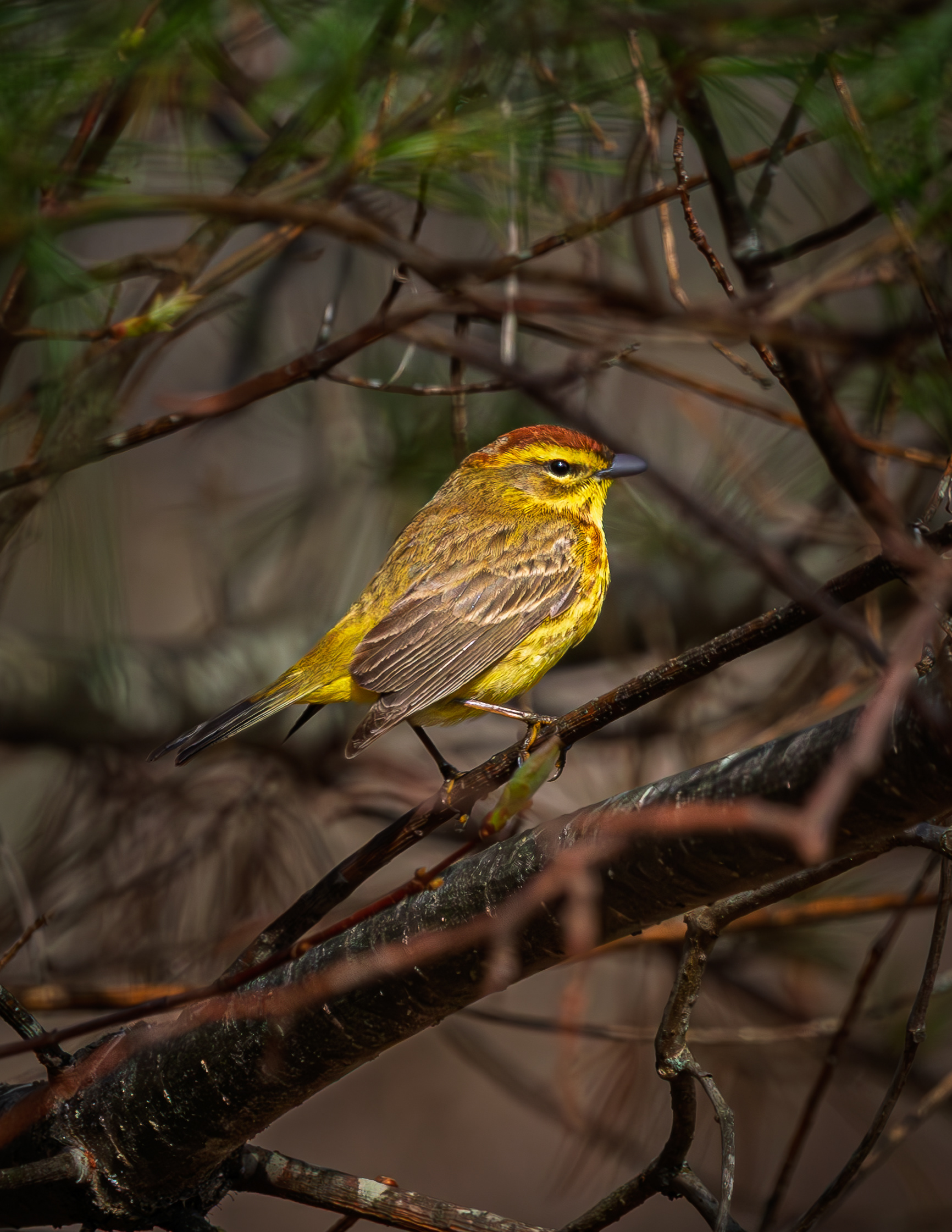 Palm Warbler