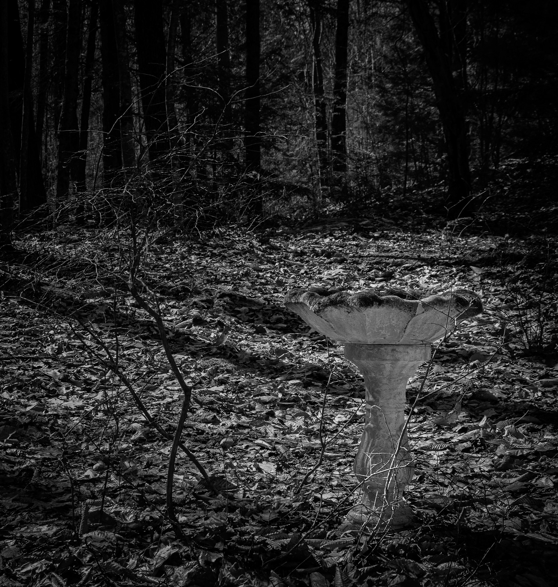 The Birdbath - April 10, 2026