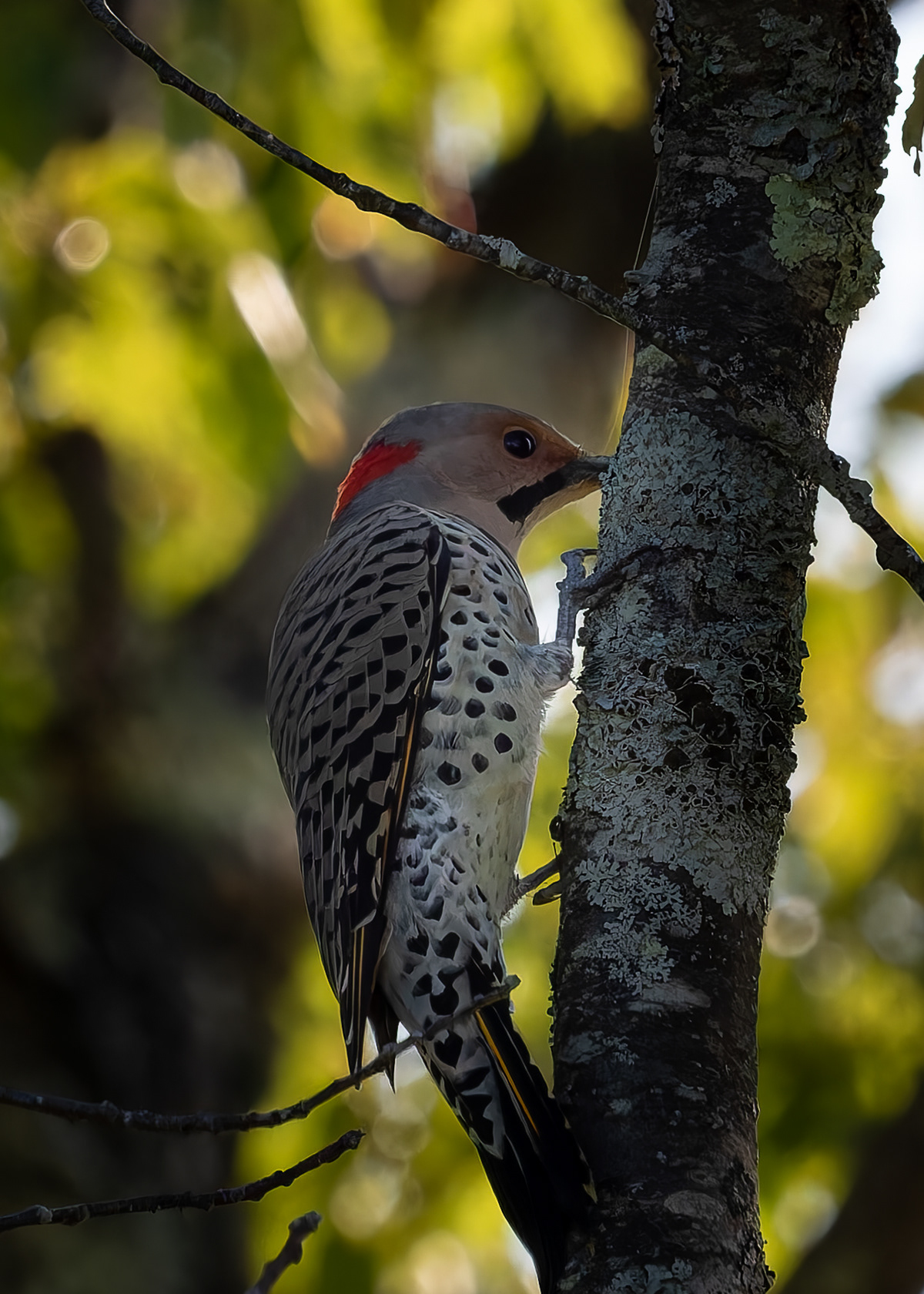 Northern Flicker