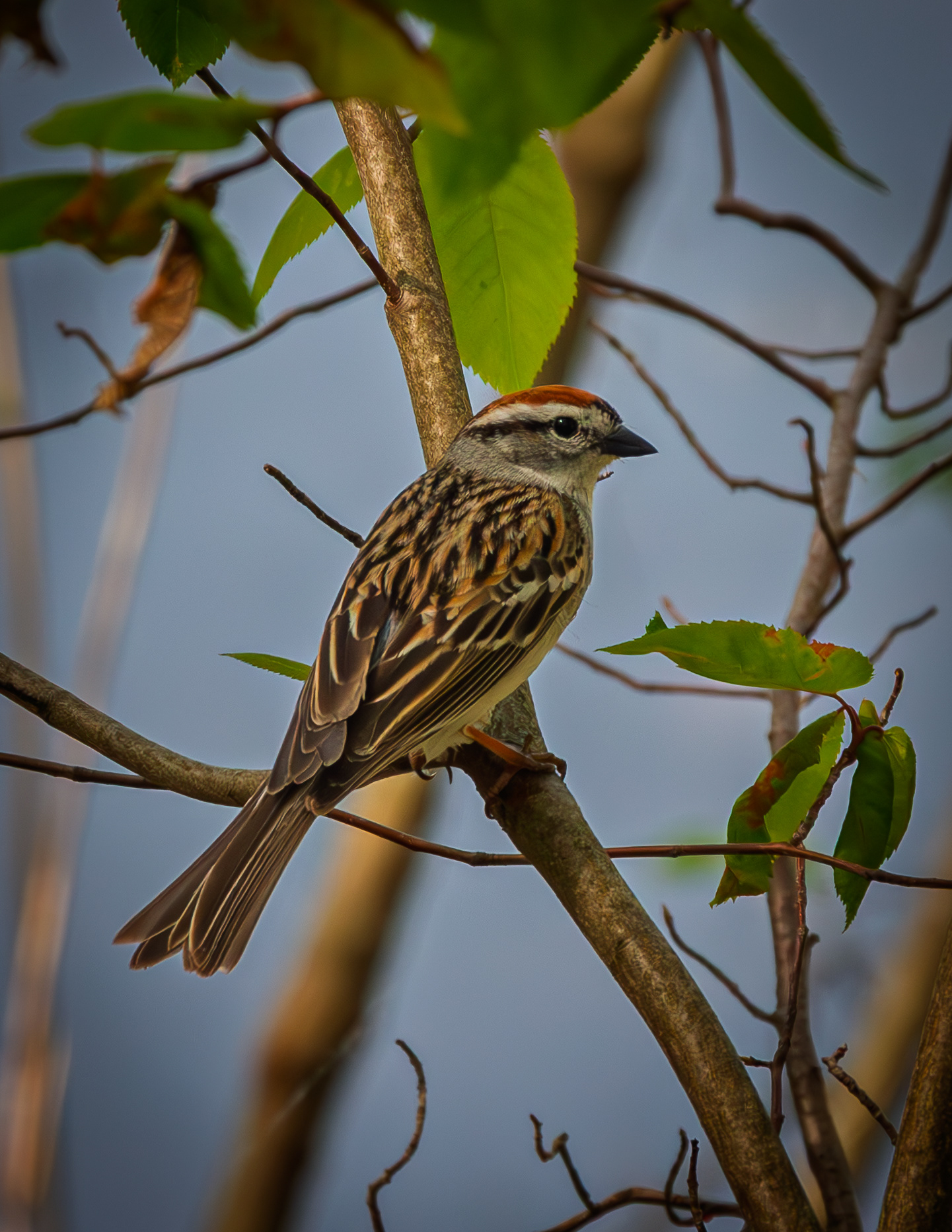 Chipping Sparrow - May 24, 2026