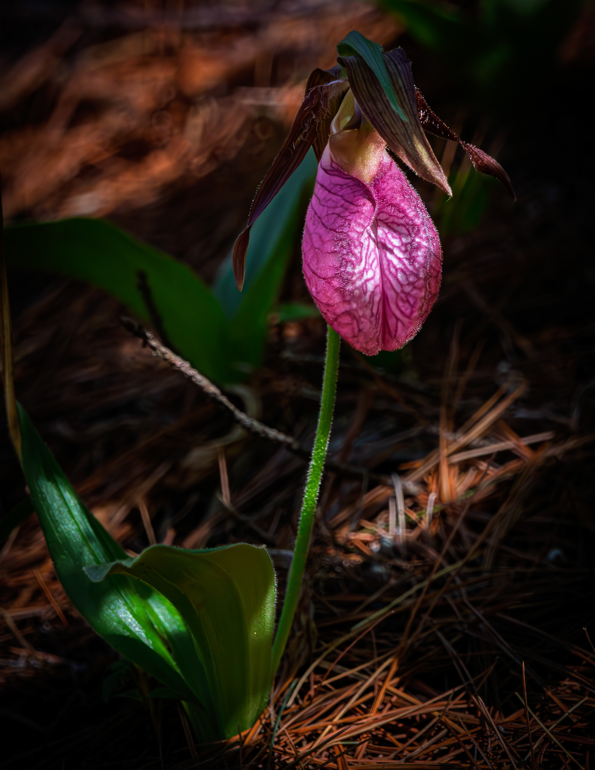 Lady Slipper - May 26, 2026