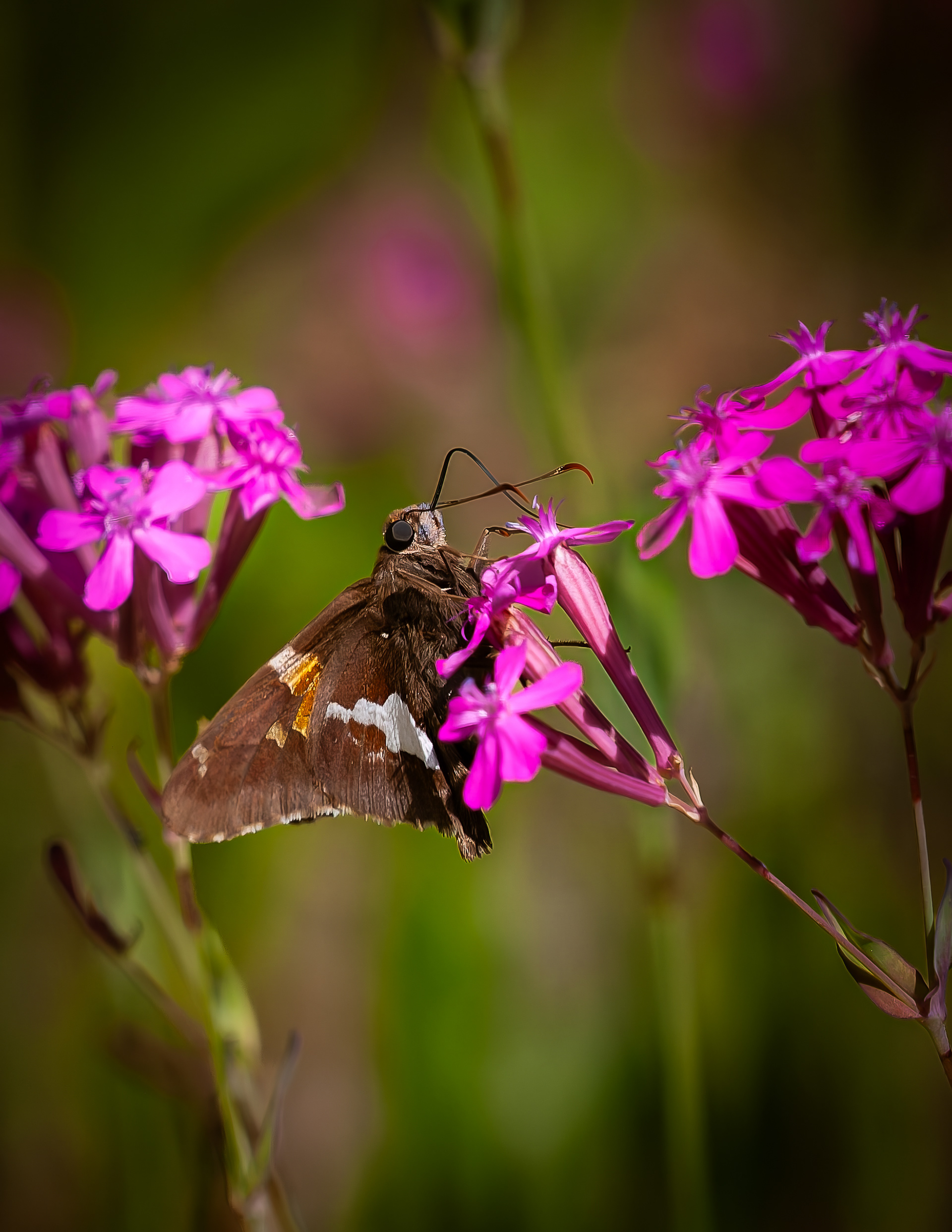 Silver Spotted Skipper Butterfly No2