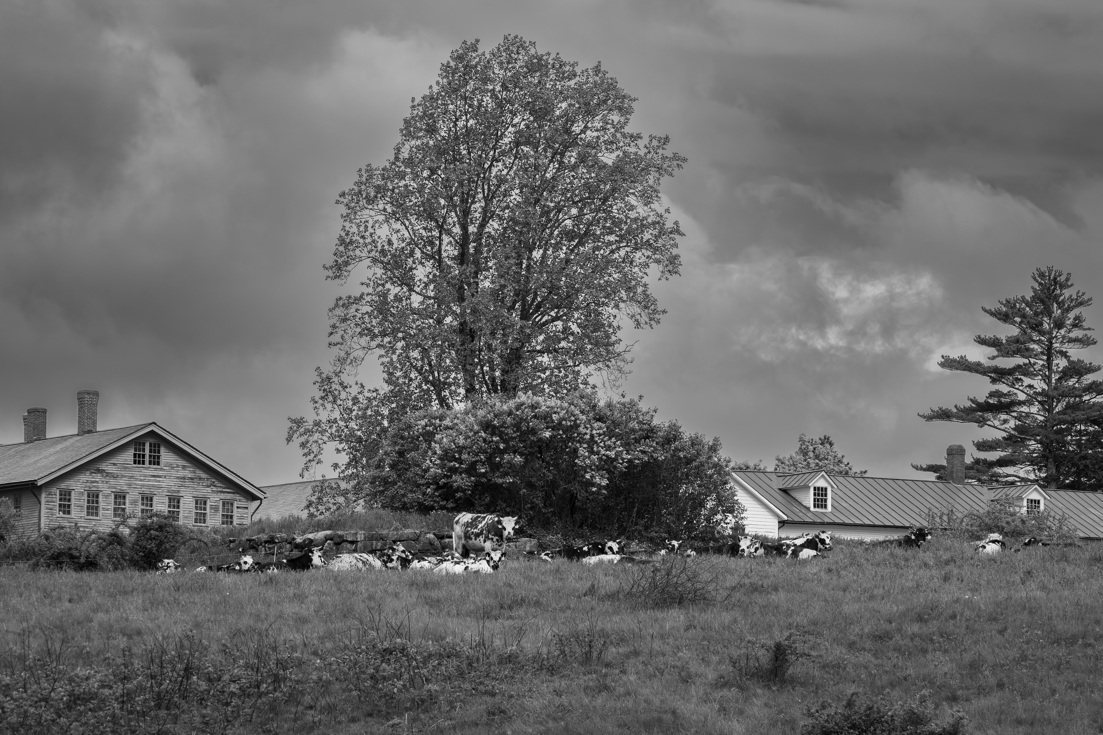 Cattle on the Hill at CSV - B&W - No4