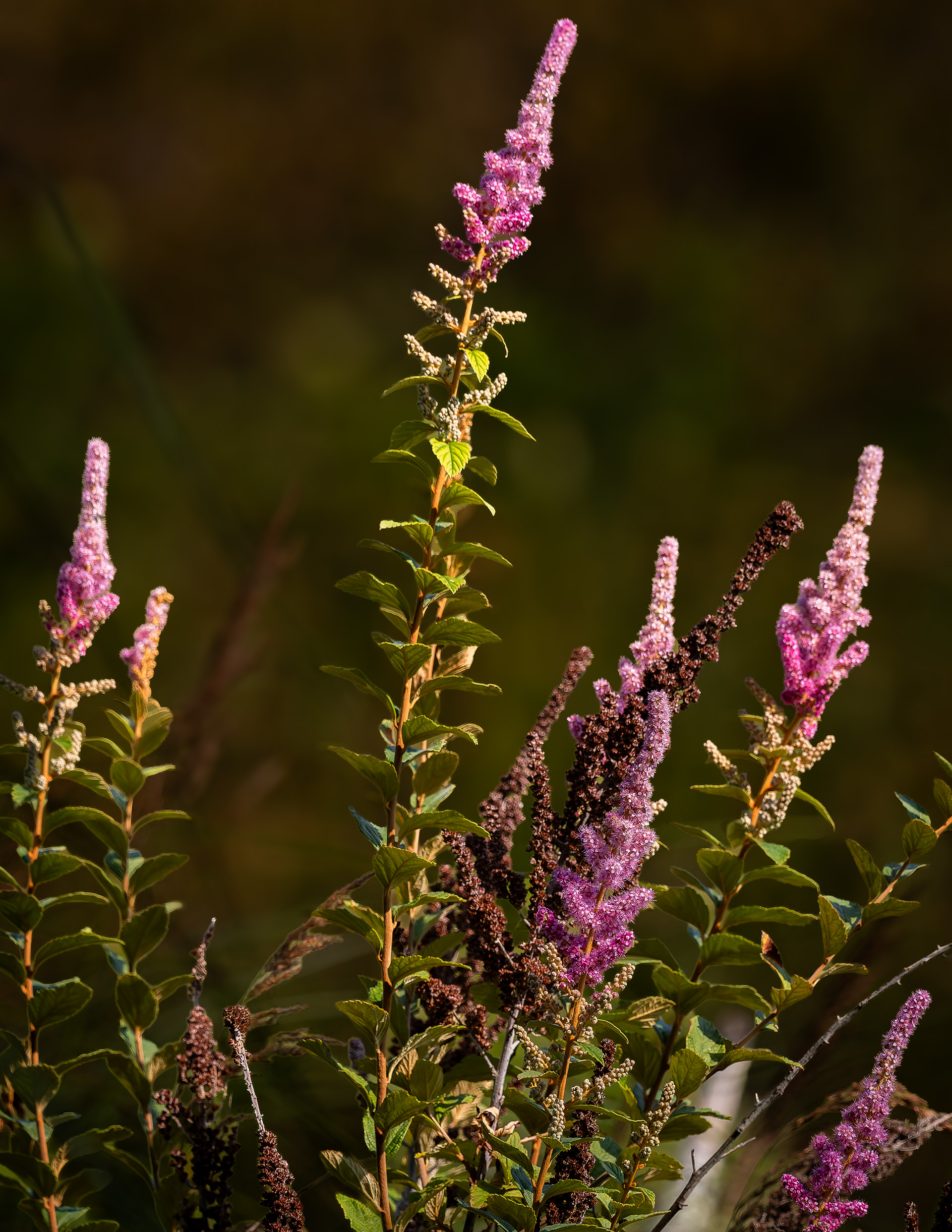 Steeple Bush