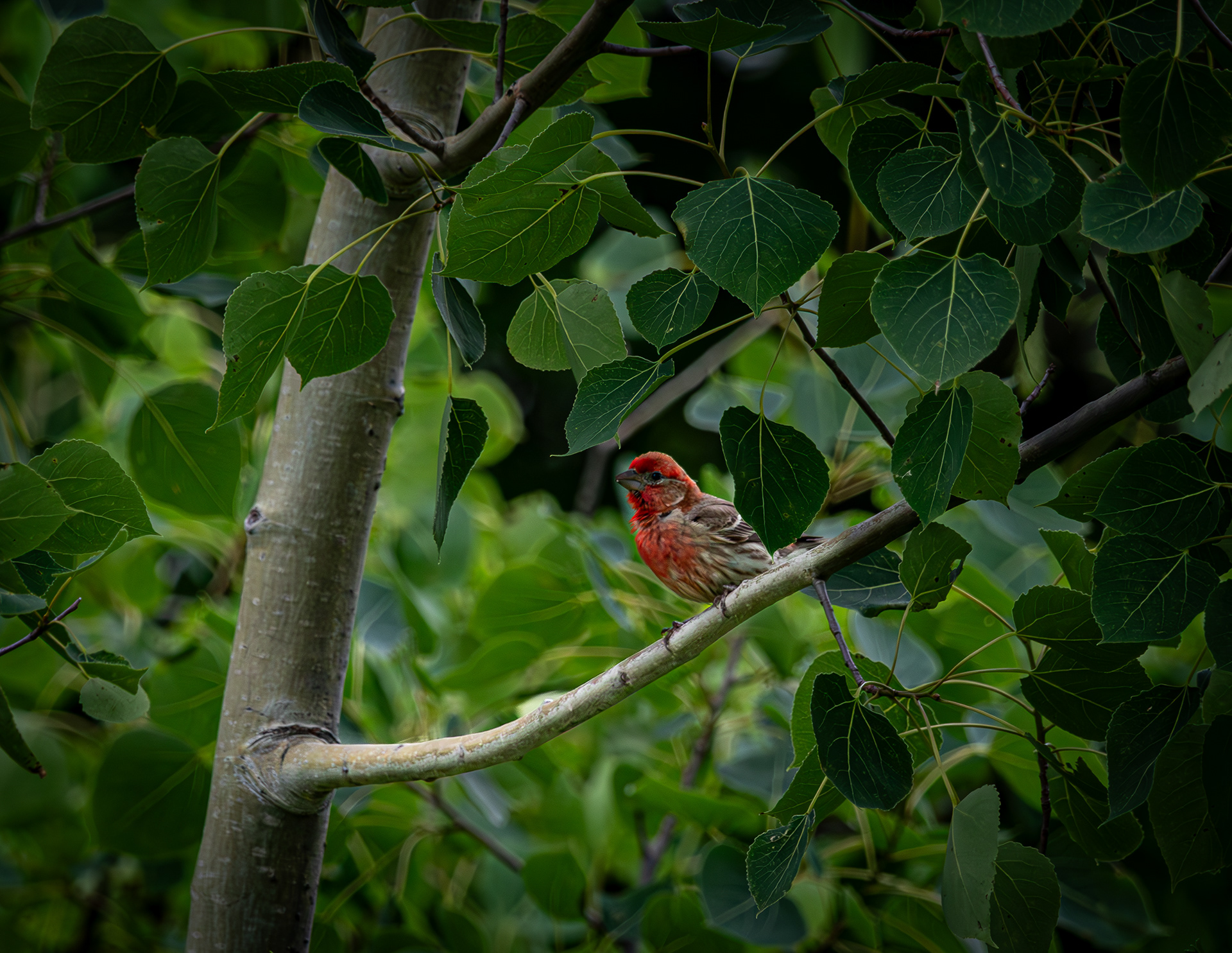 Male Purple Finch - June 13, 2025