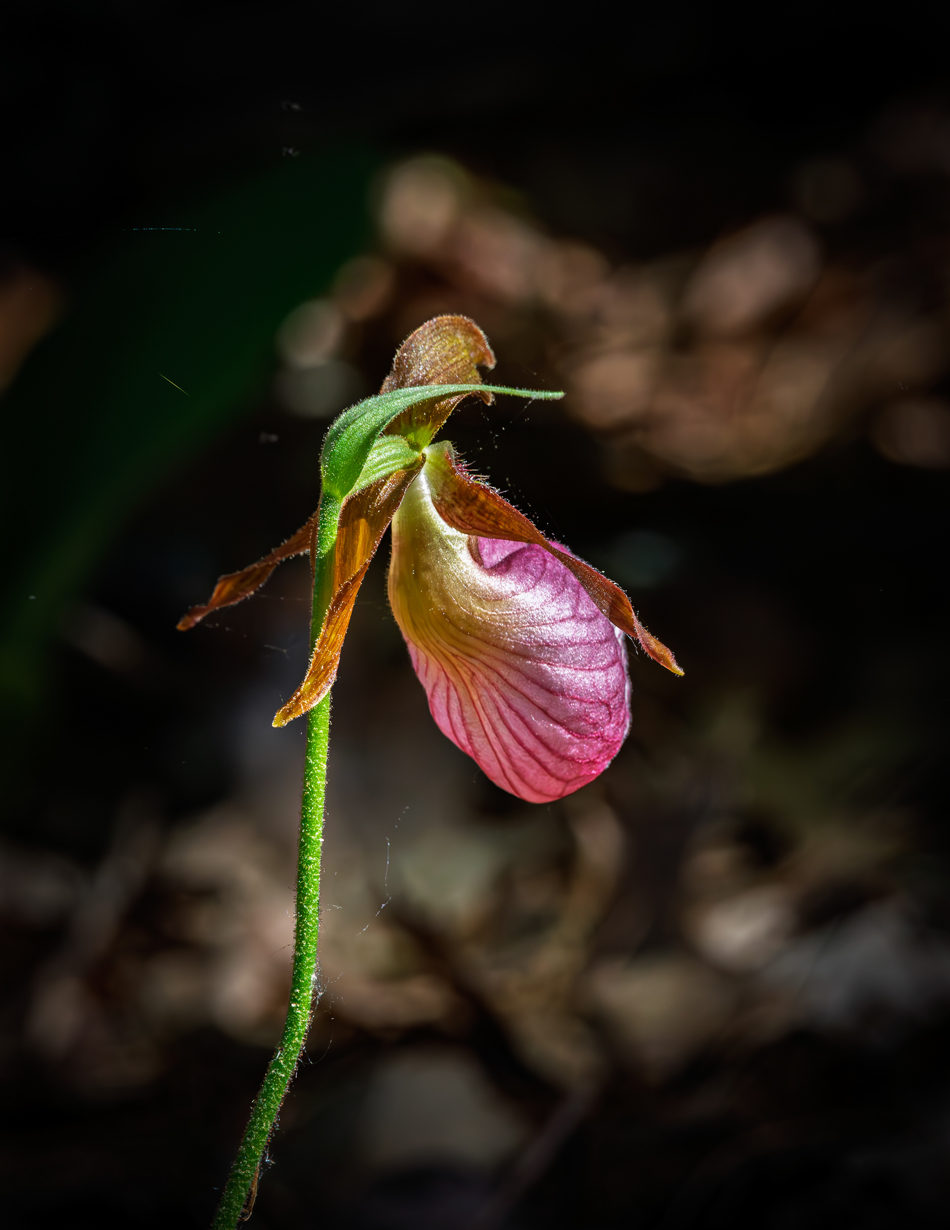 Lady Slipper