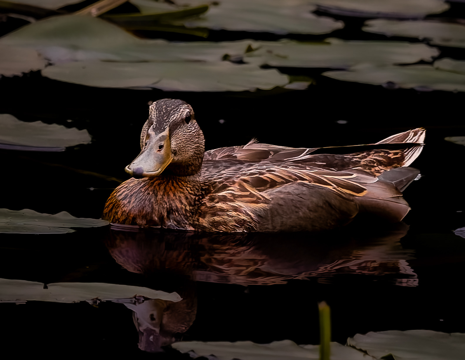 Mallard Hen No5
