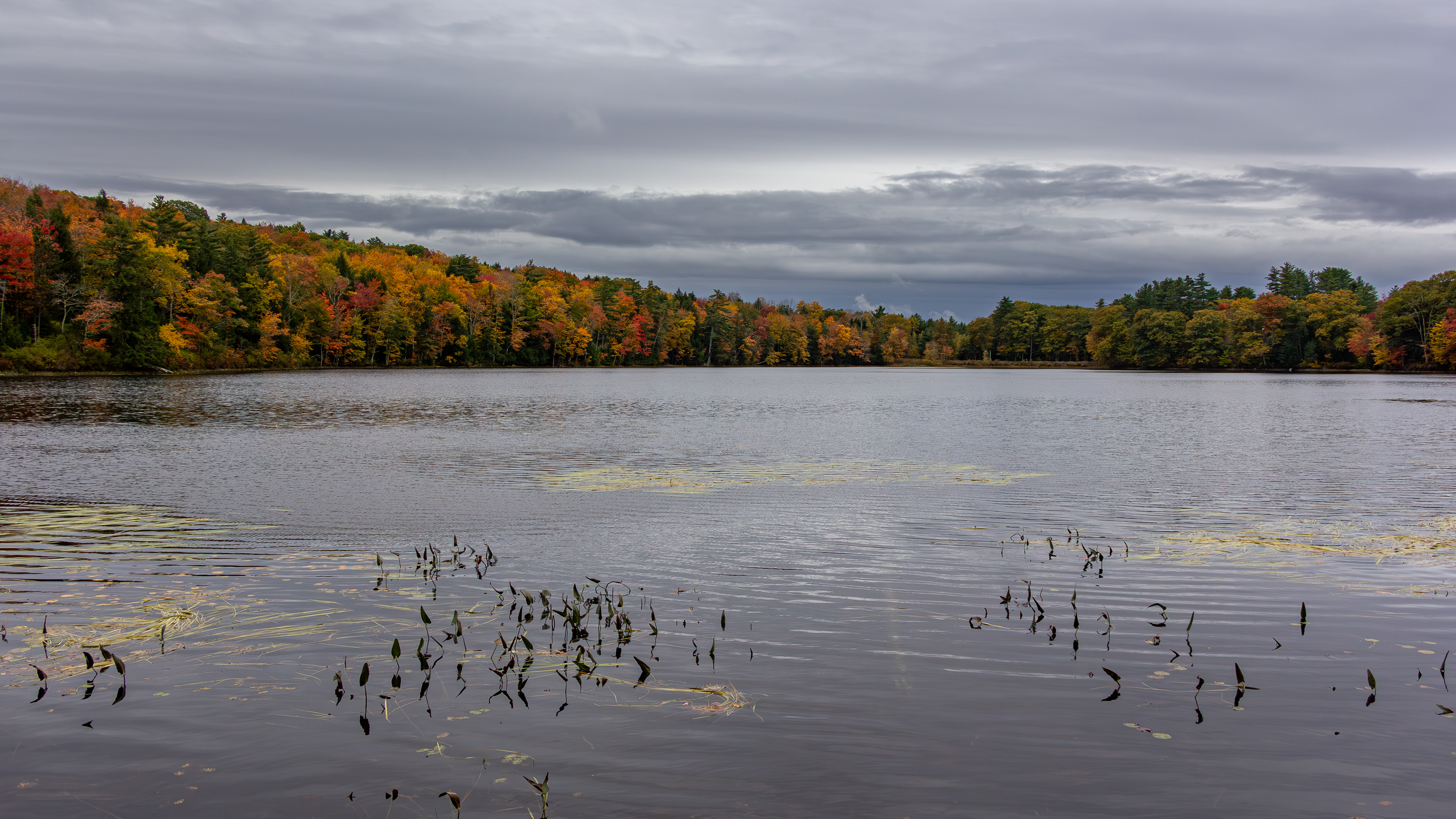 Rollins POnd No19