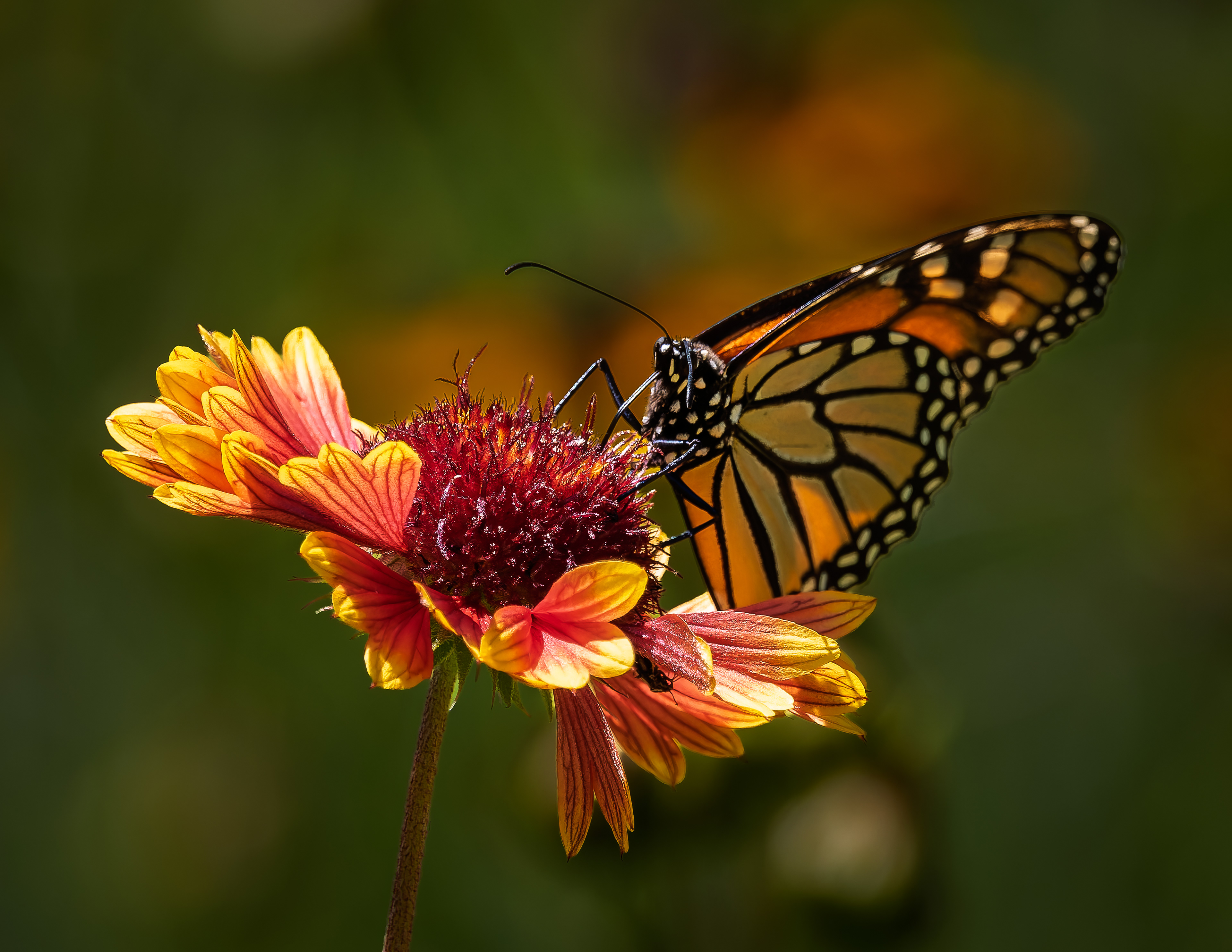 Monarch Butterfly No2