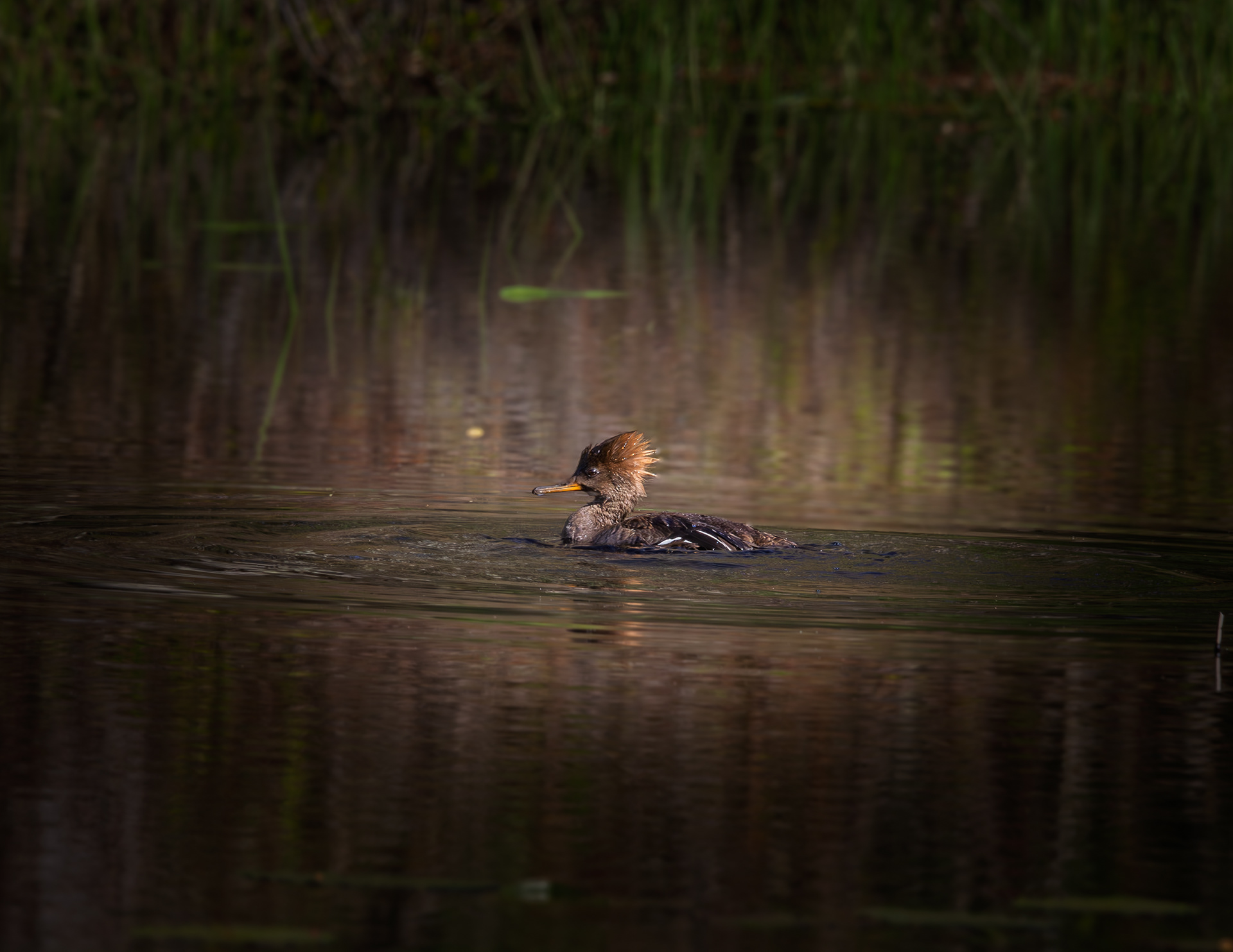 Female Hooded Merganser at CSV
