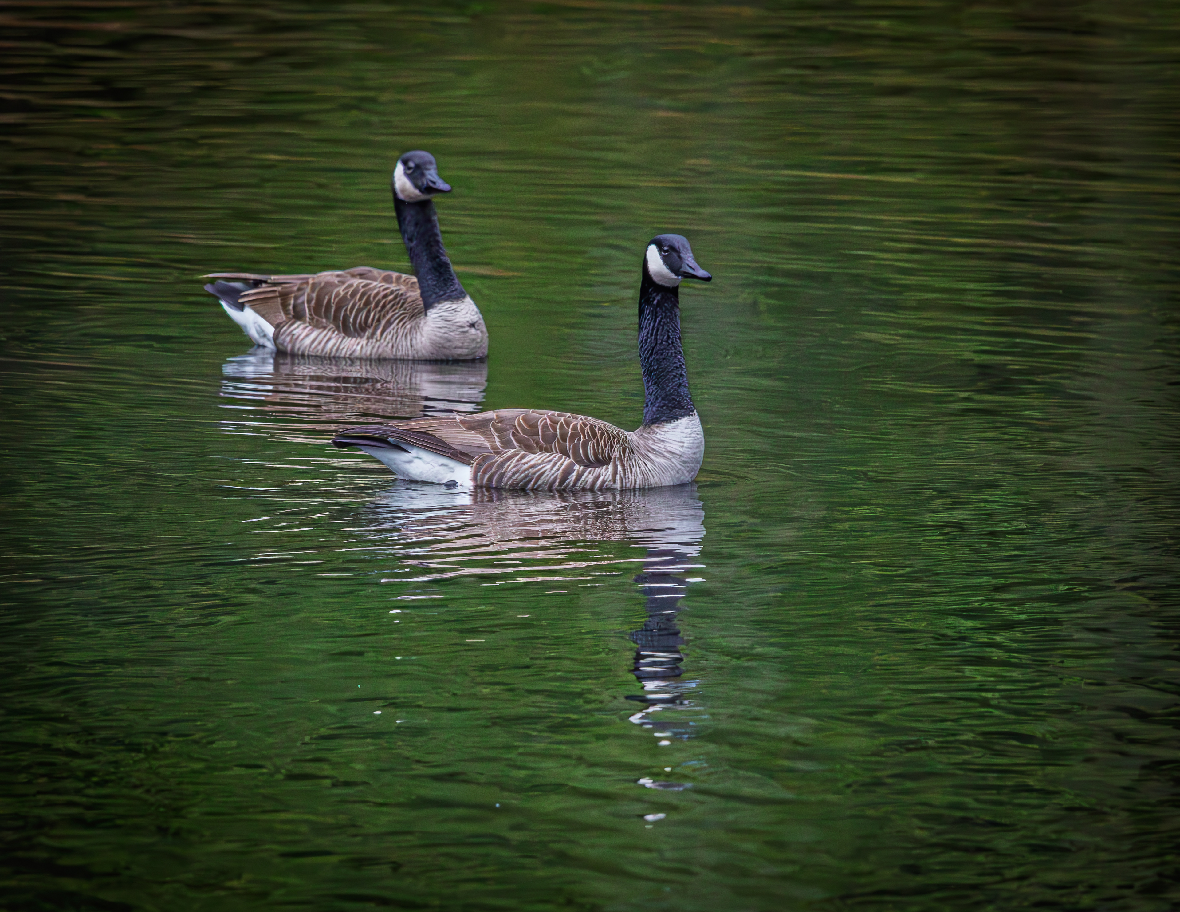 Canada Geese Pair