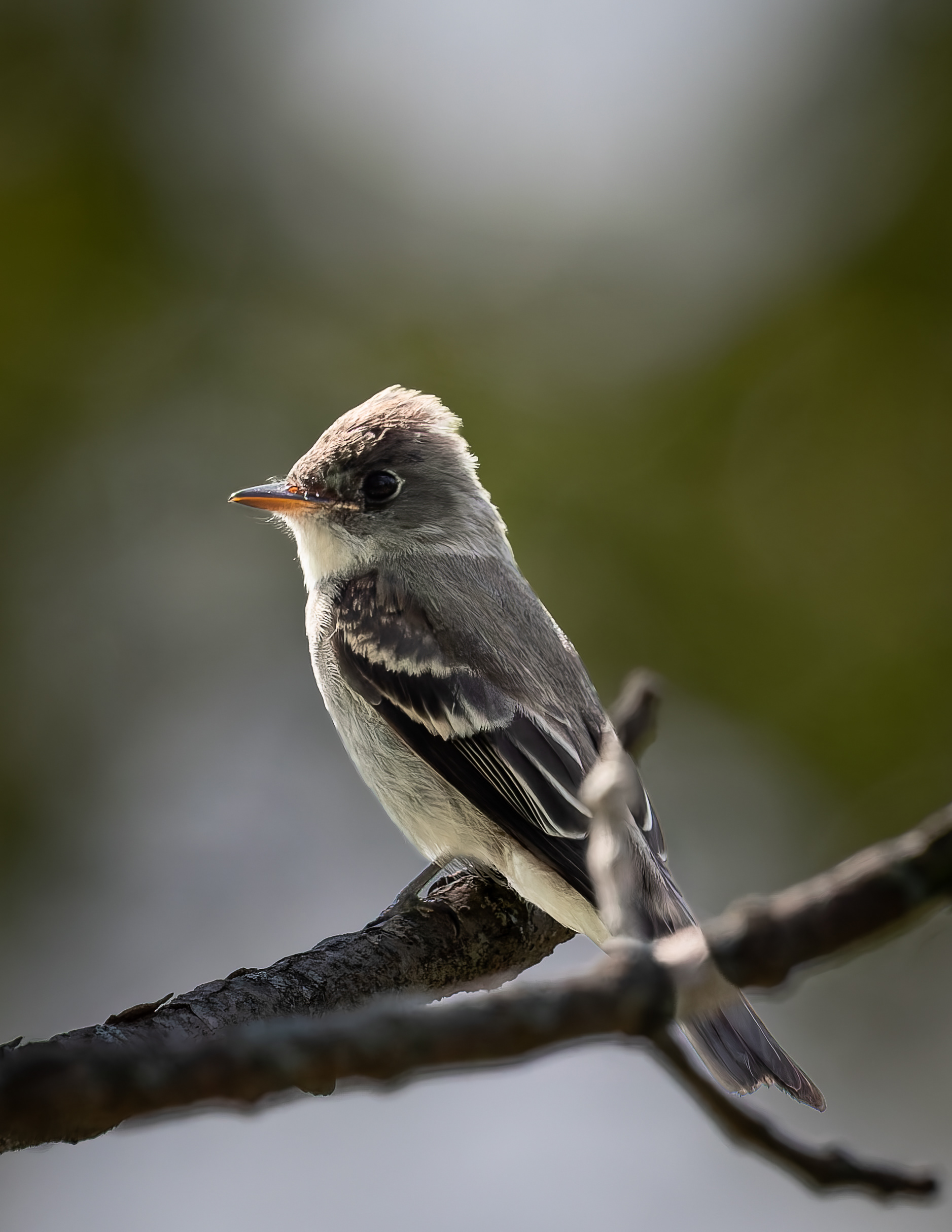 Eastern Phoebe No4