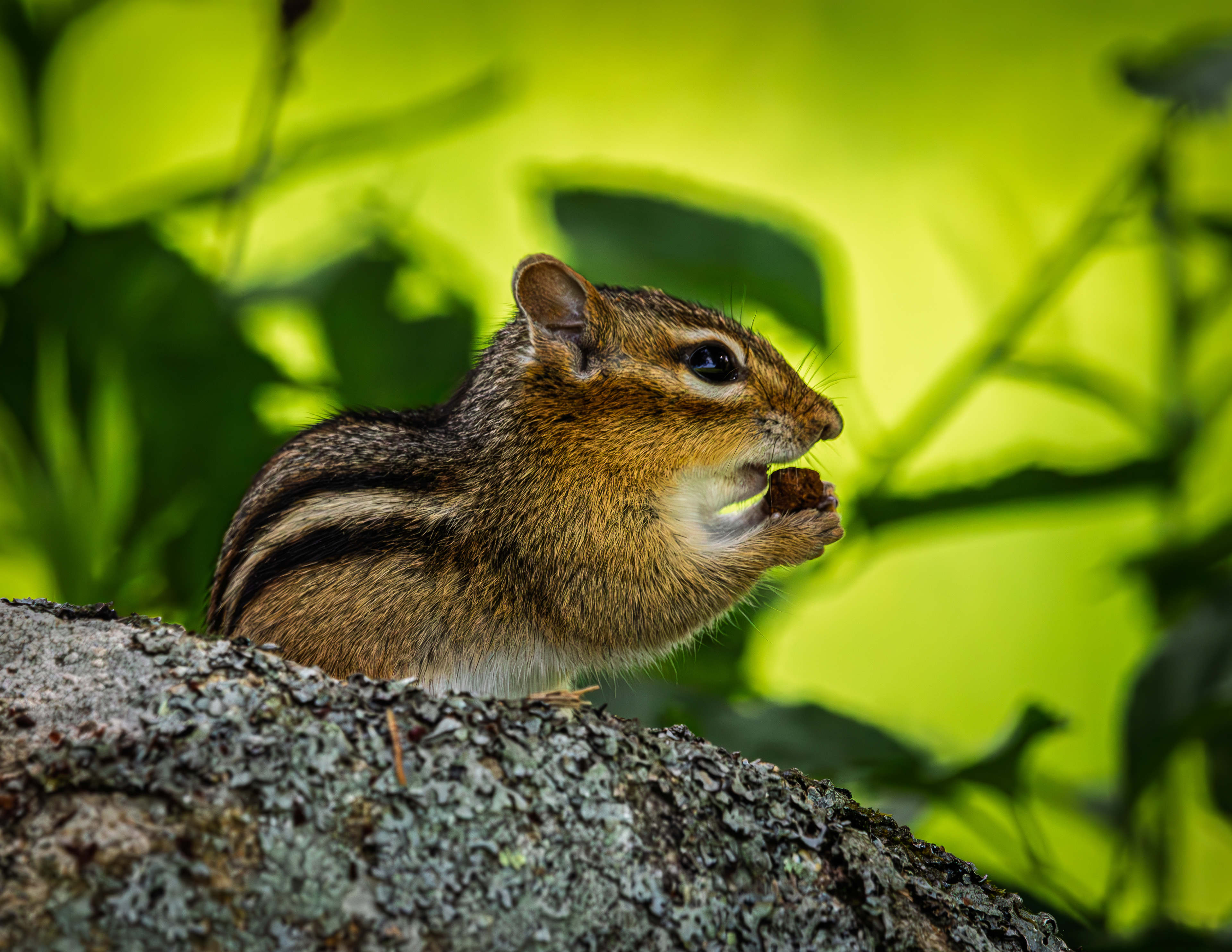 Chipmunk No1