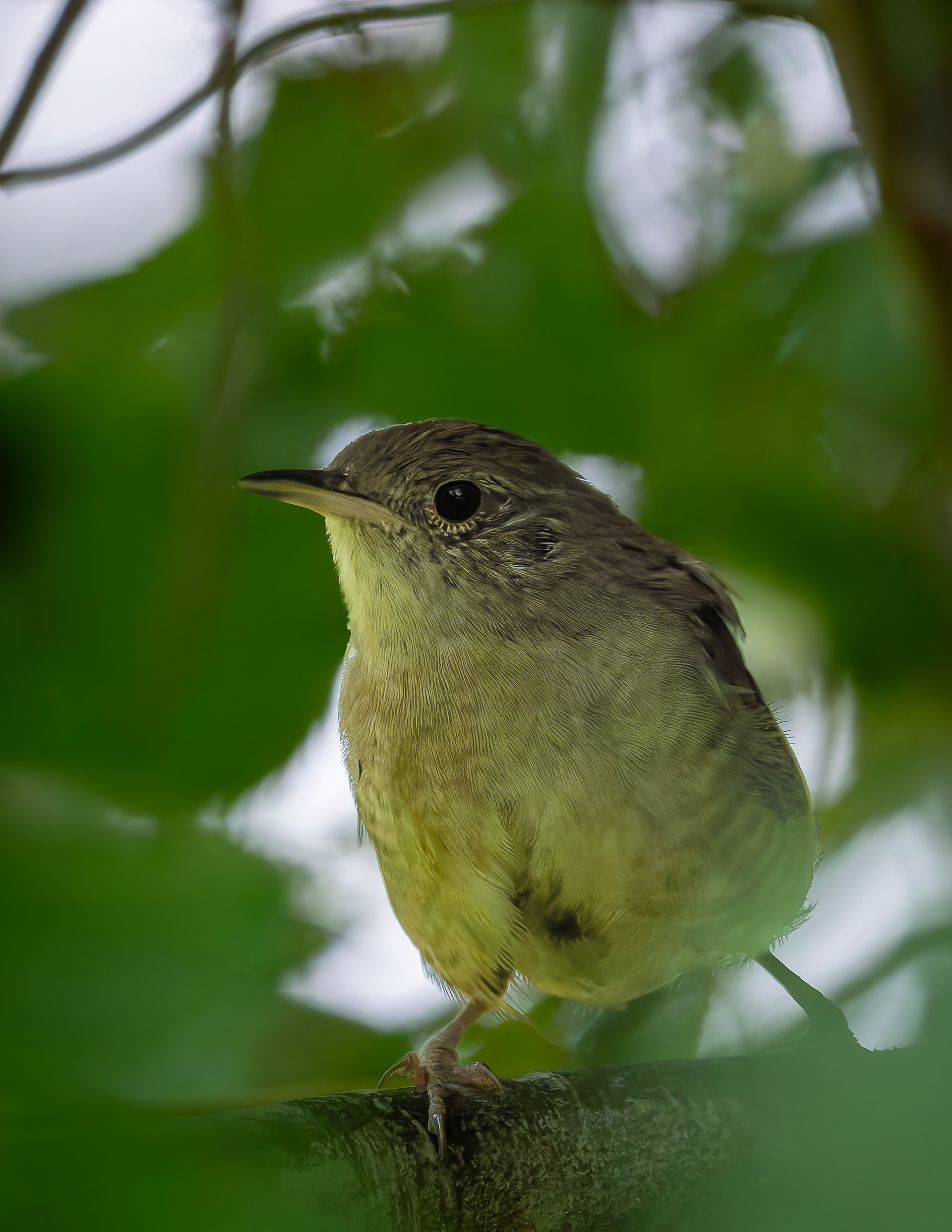 Northern House Wren No1