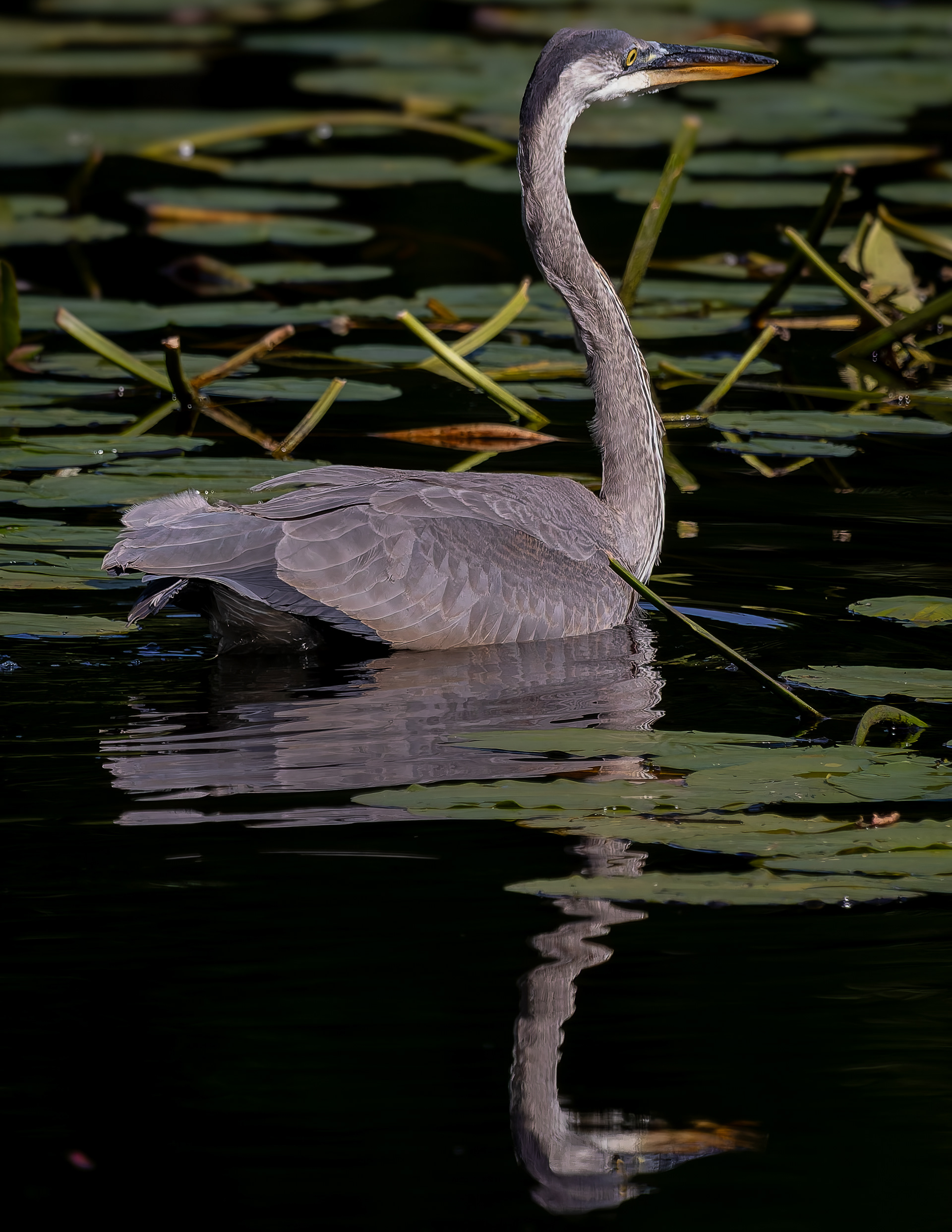 Great Blue Heron No17