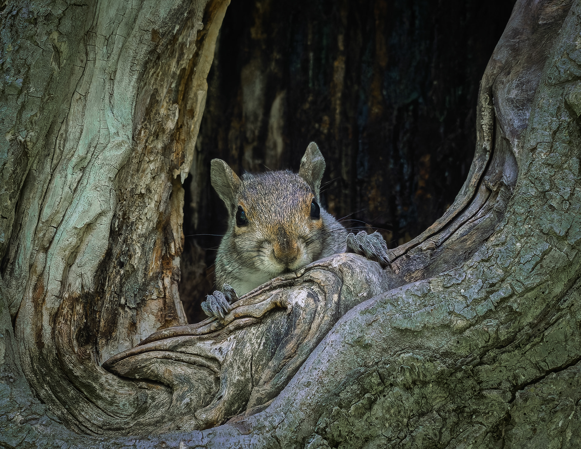 Gray Squirrel - June 16, 2026