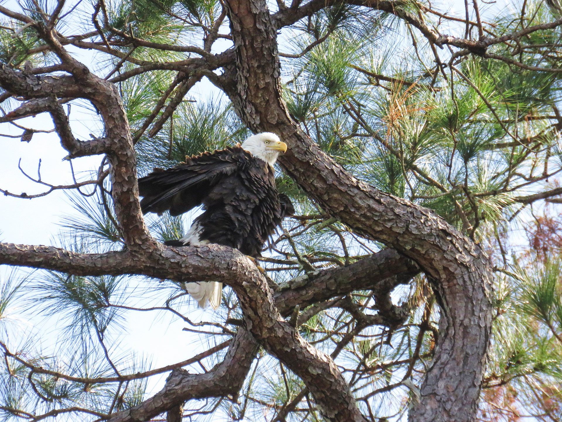 Bald Eagle