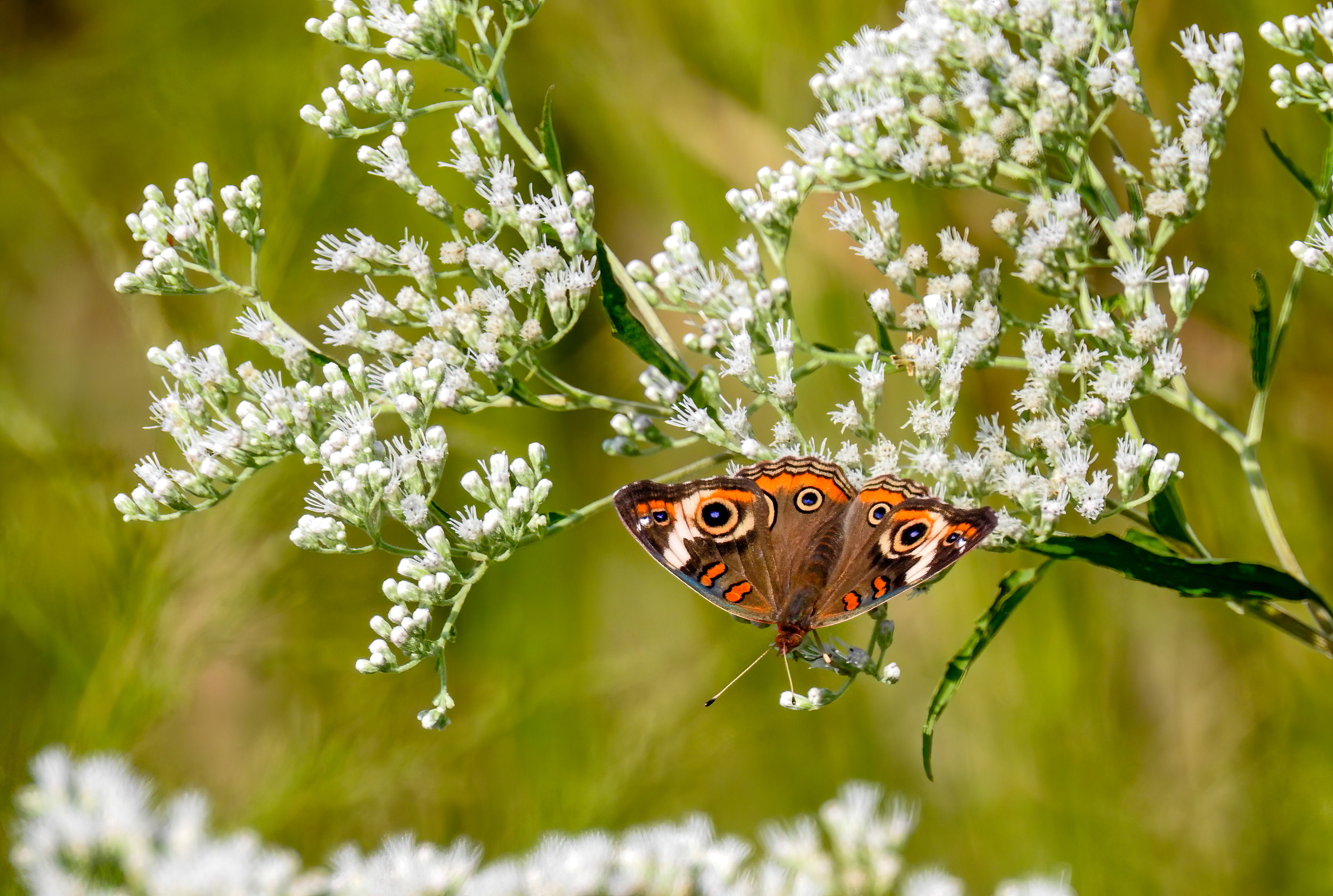 Common Buckeye