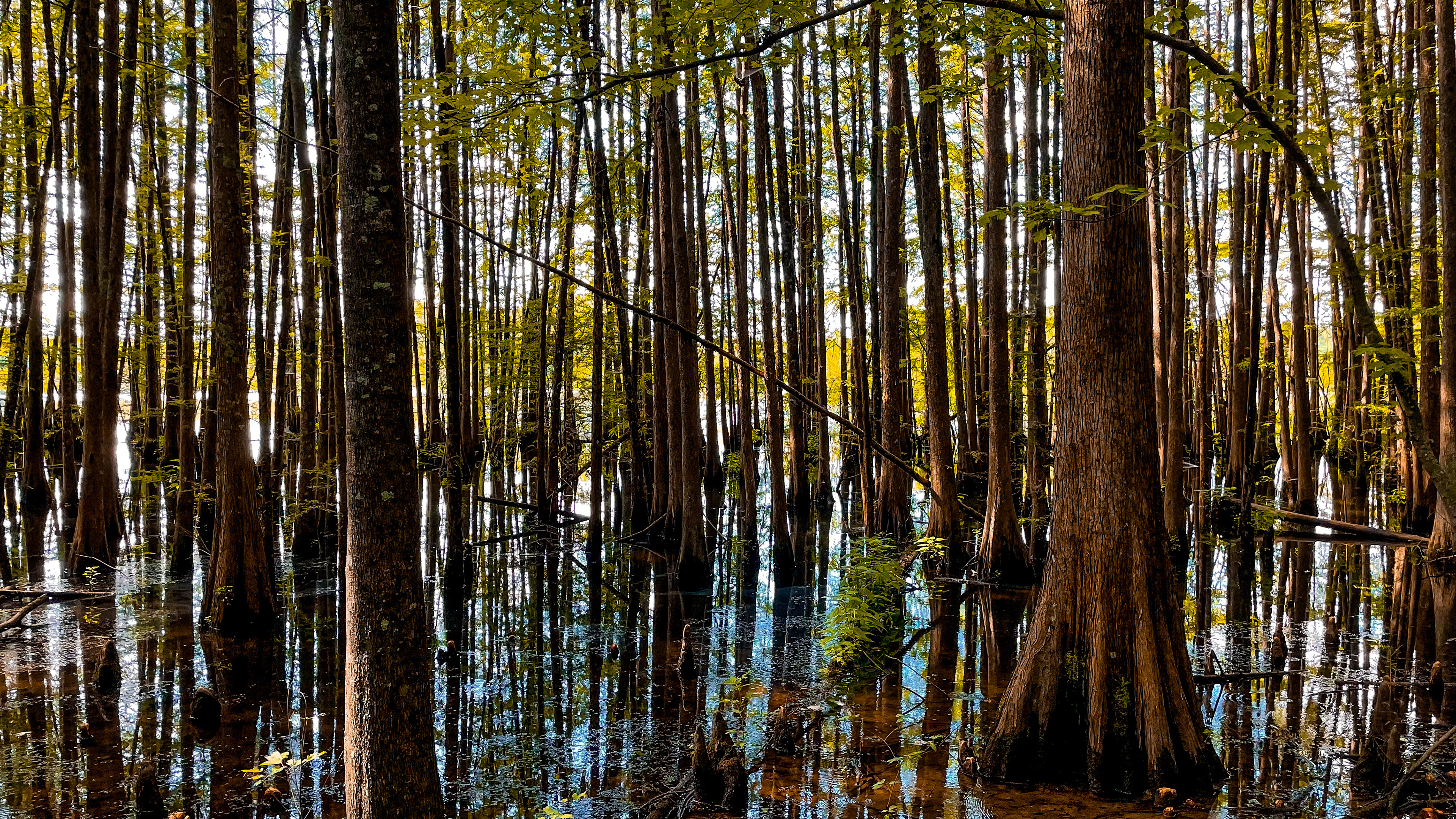 Rookery Board Walk: Noxubee Refuge