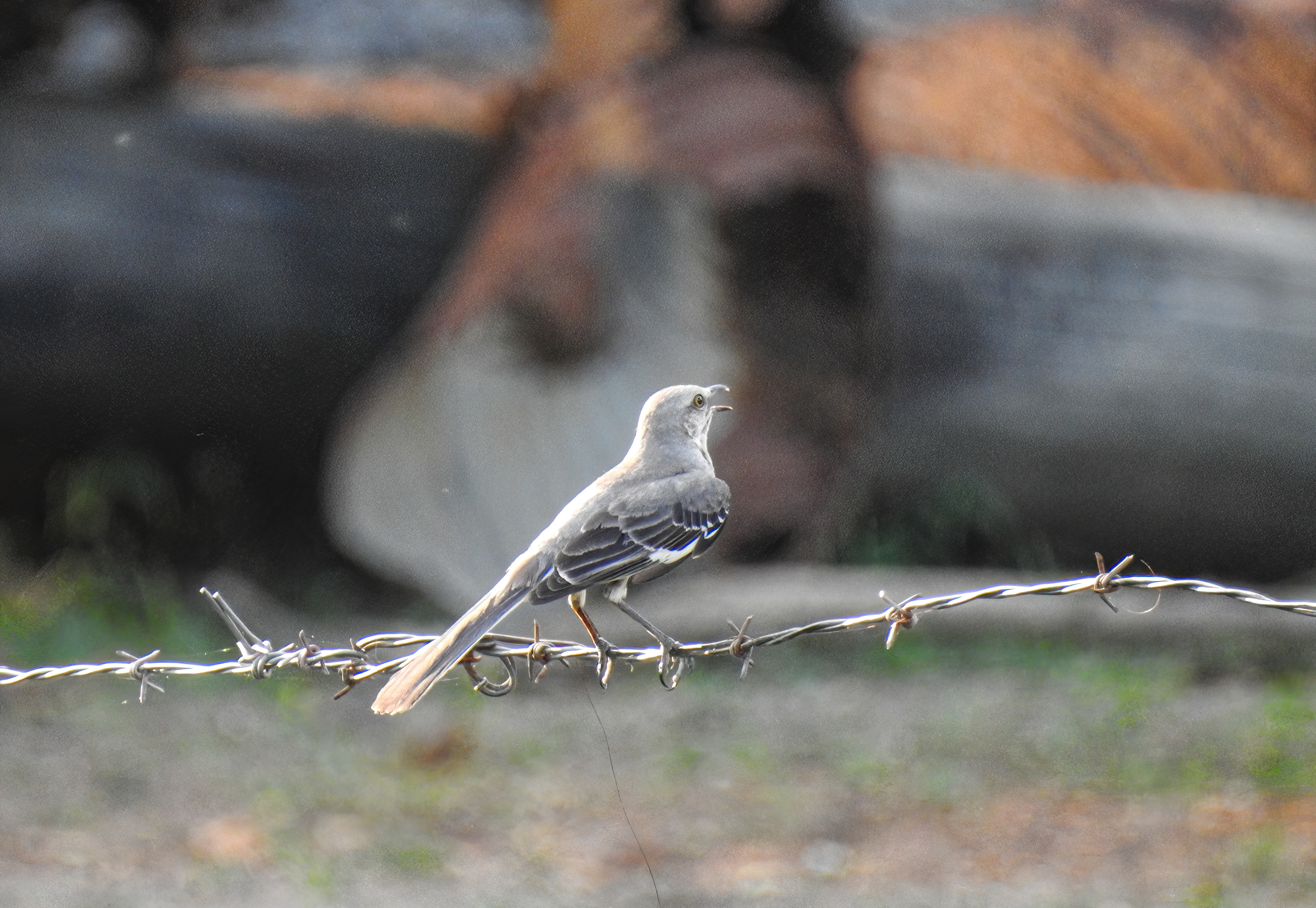 Northern Mockingbird