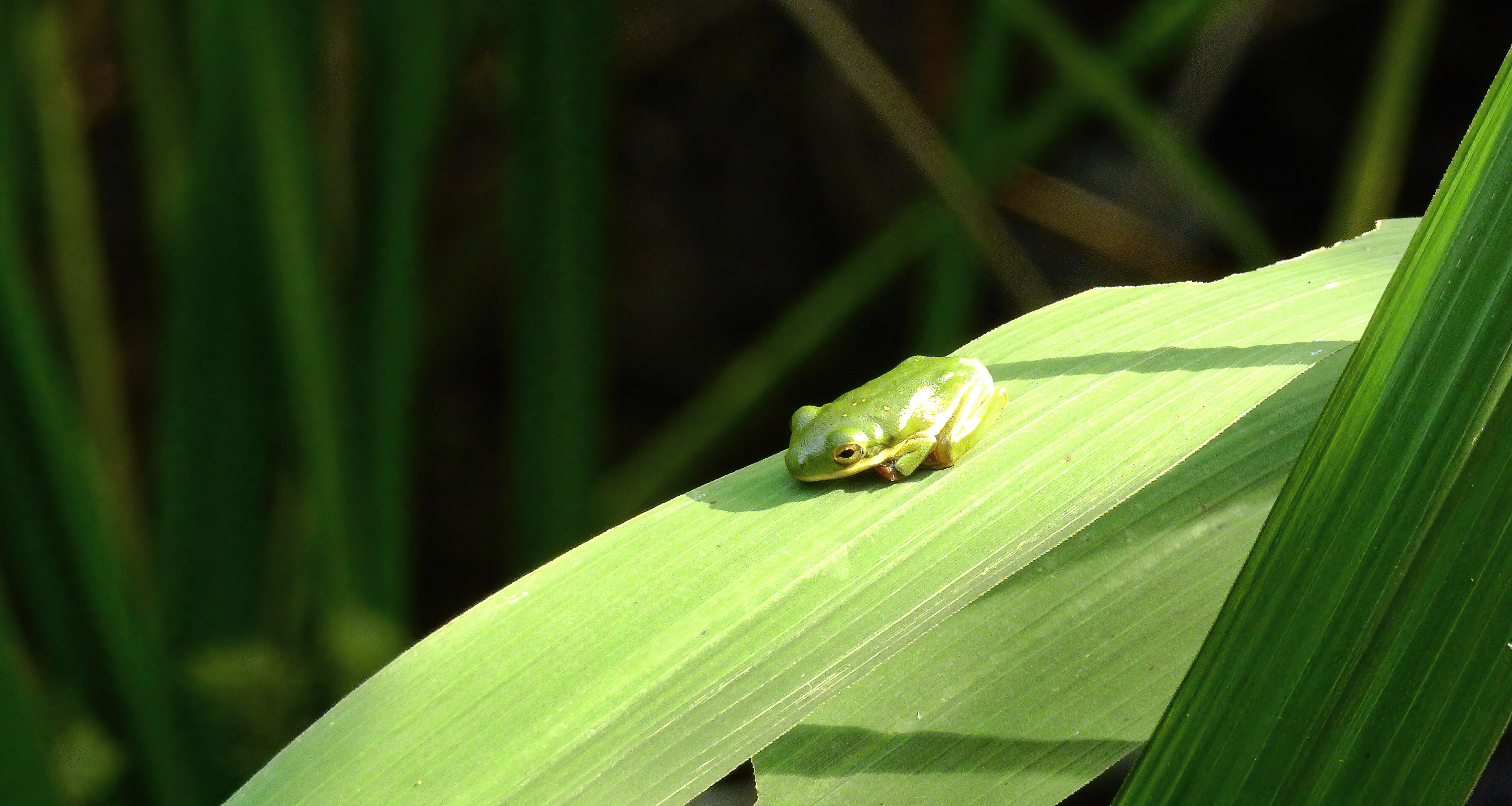 Tree Frog