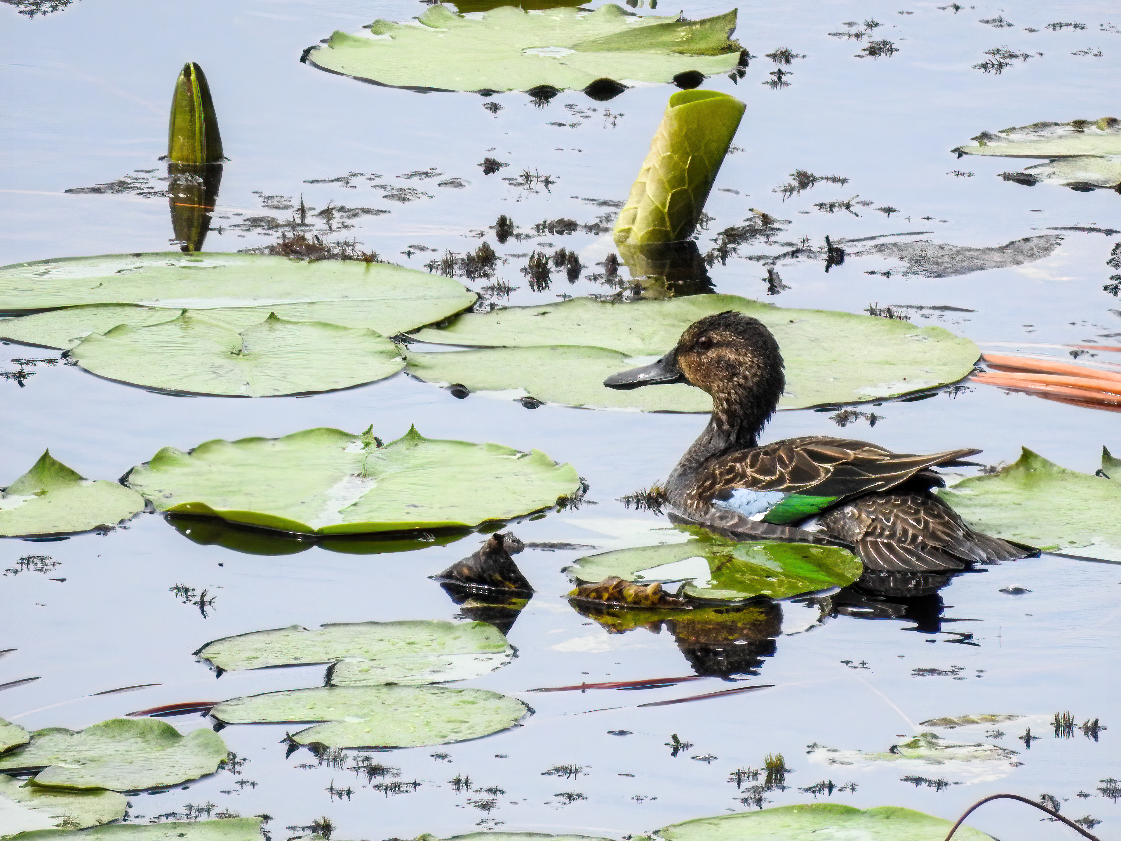 Female Blue-Wing Teal