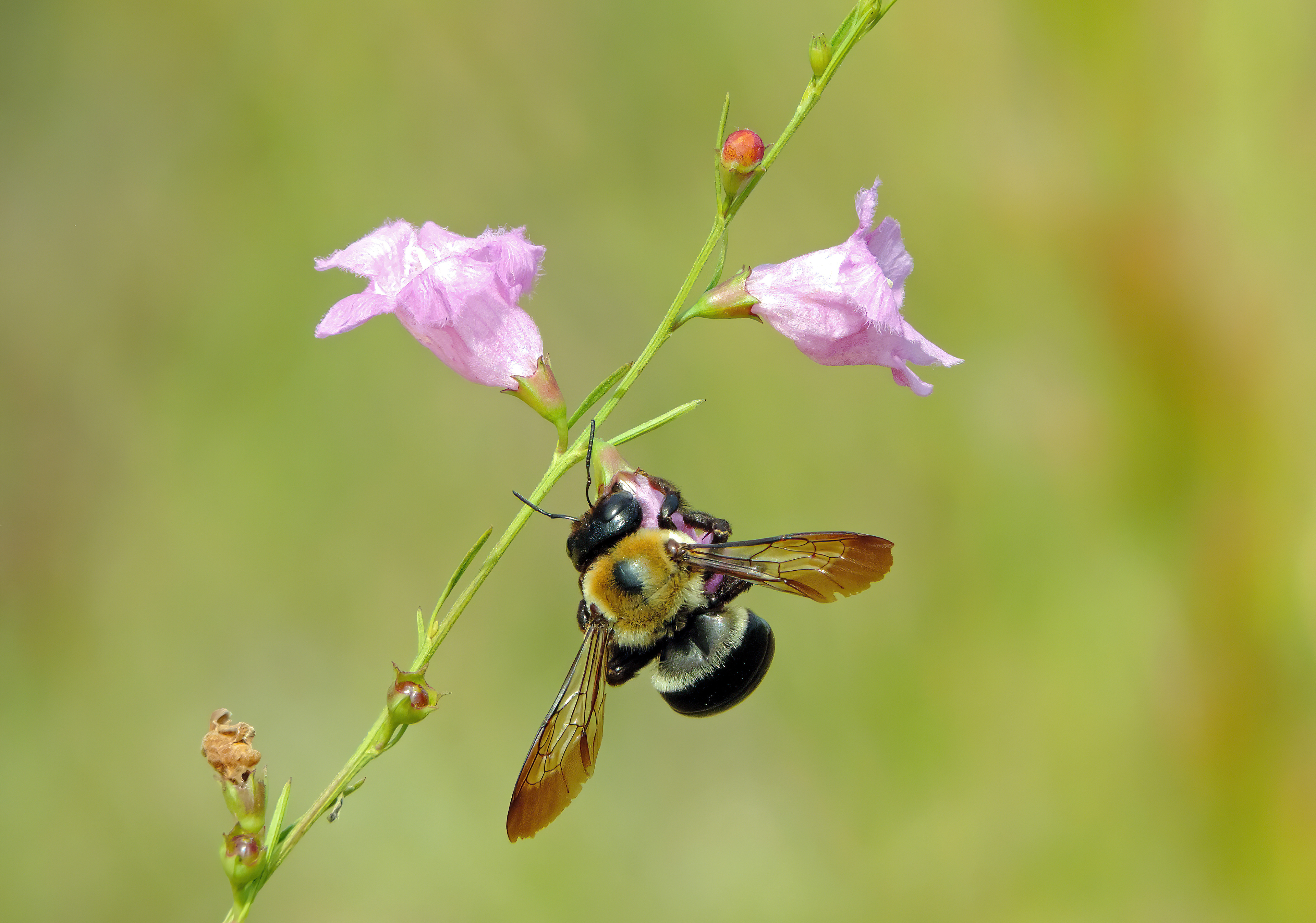 Eastern Carpenter Bee