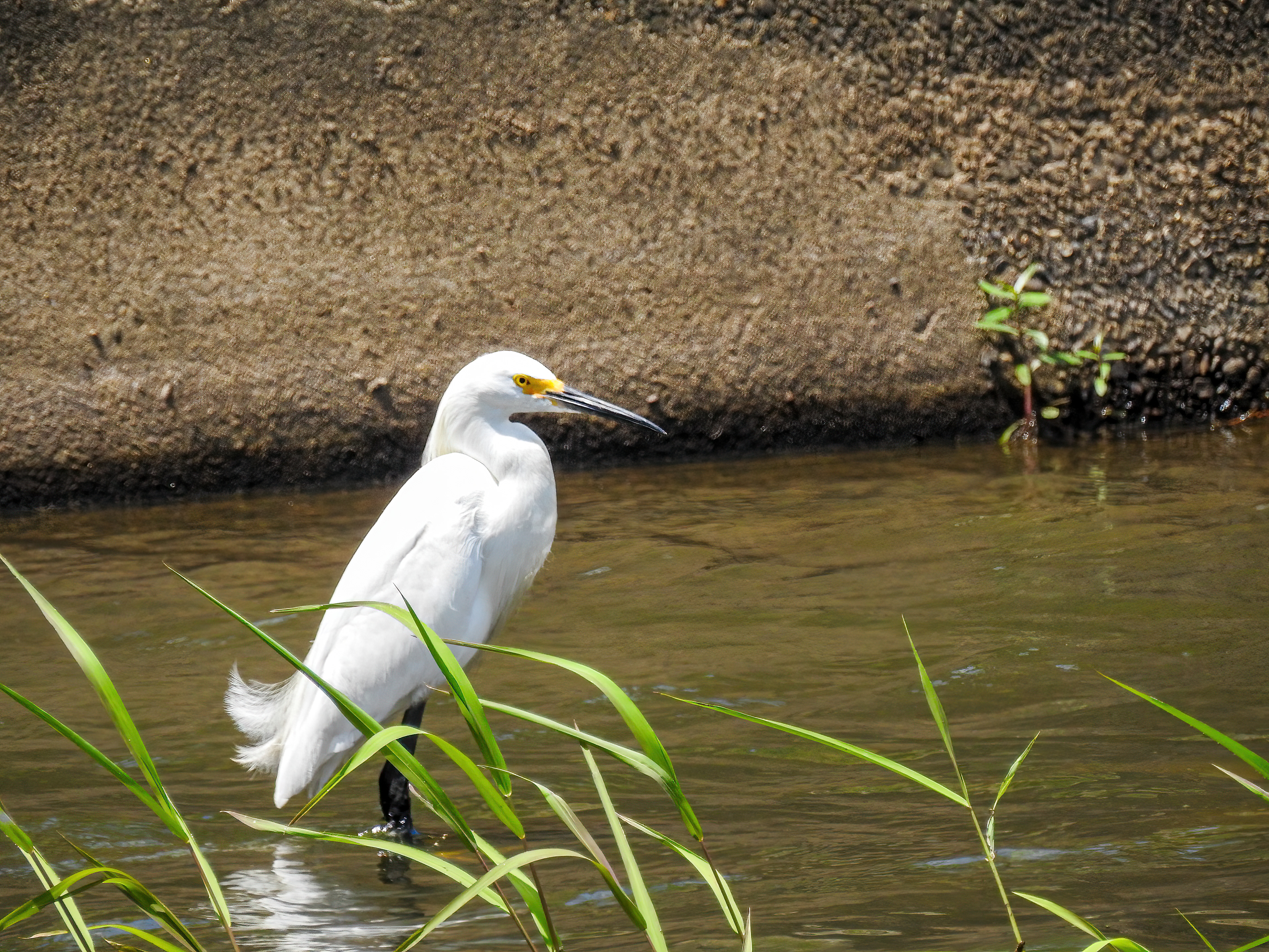 Snowy Egret