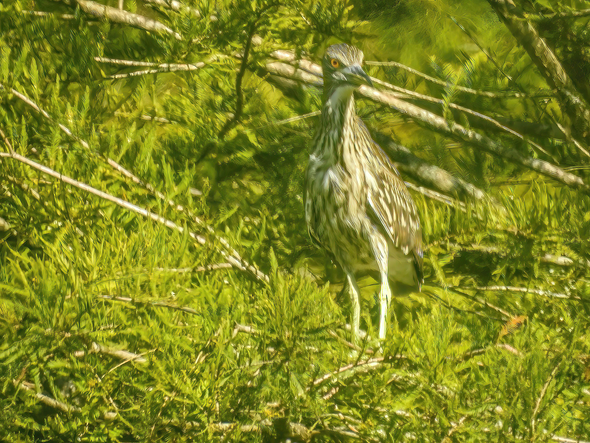 Yellow-Crowned Night Heron
