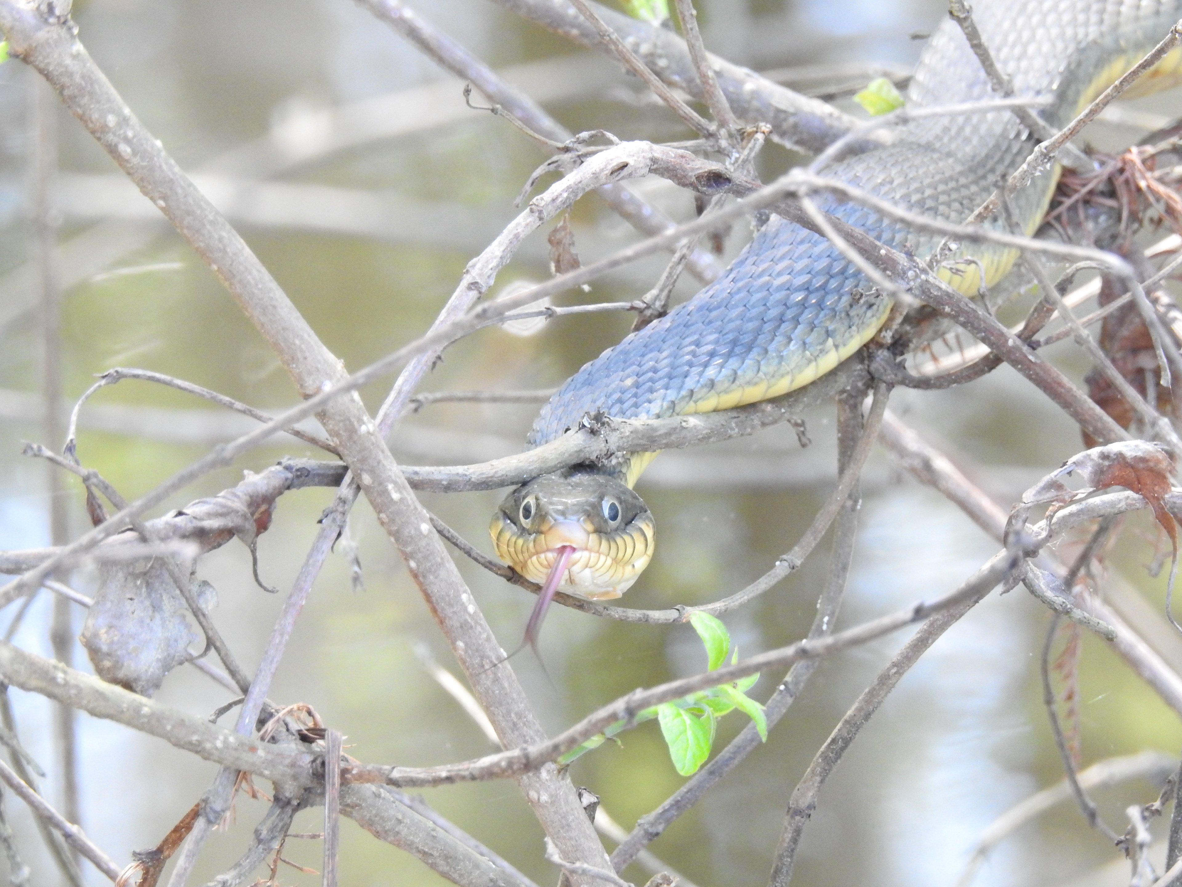 Yellowbelly Watersnake