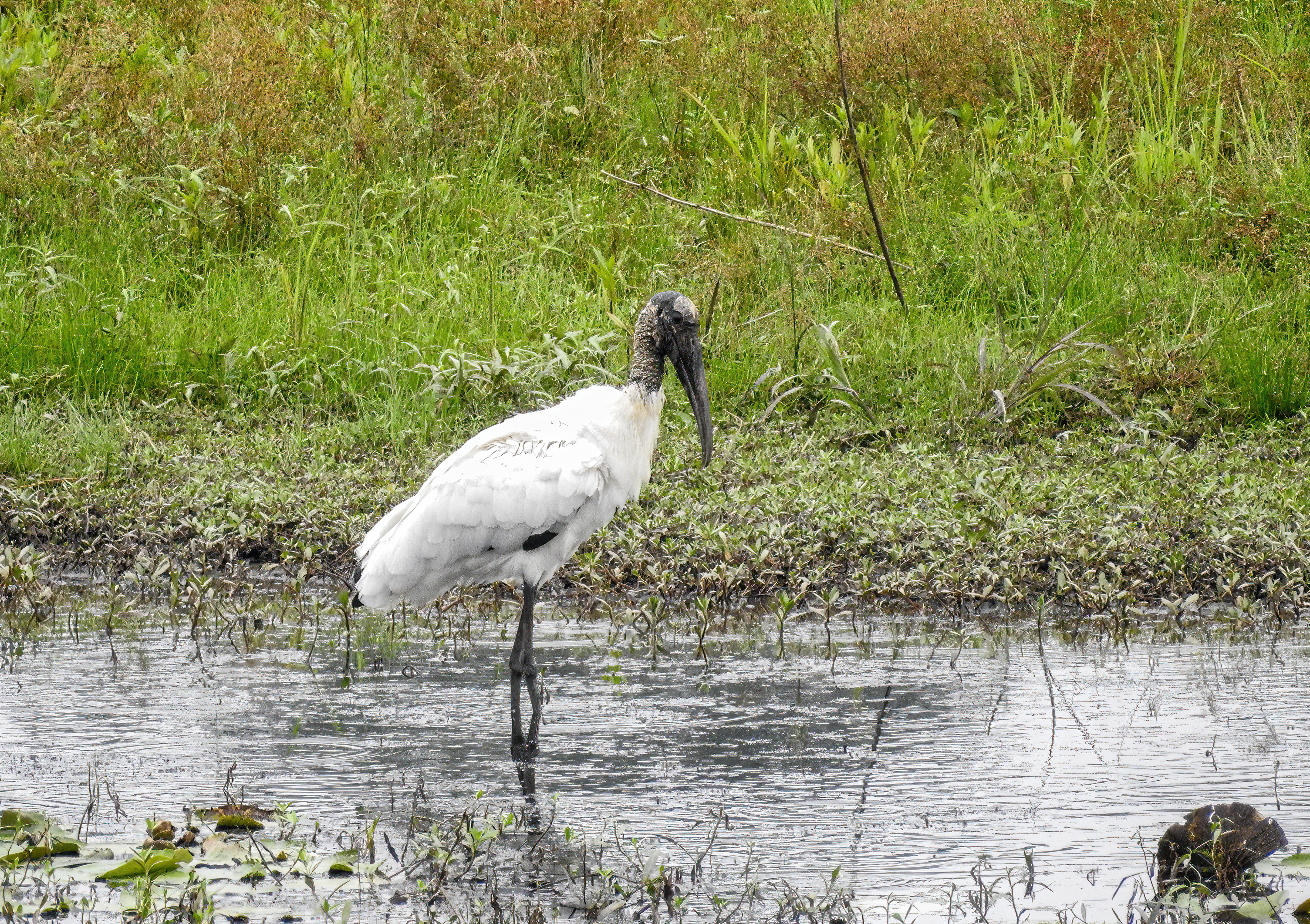 Wood Stork