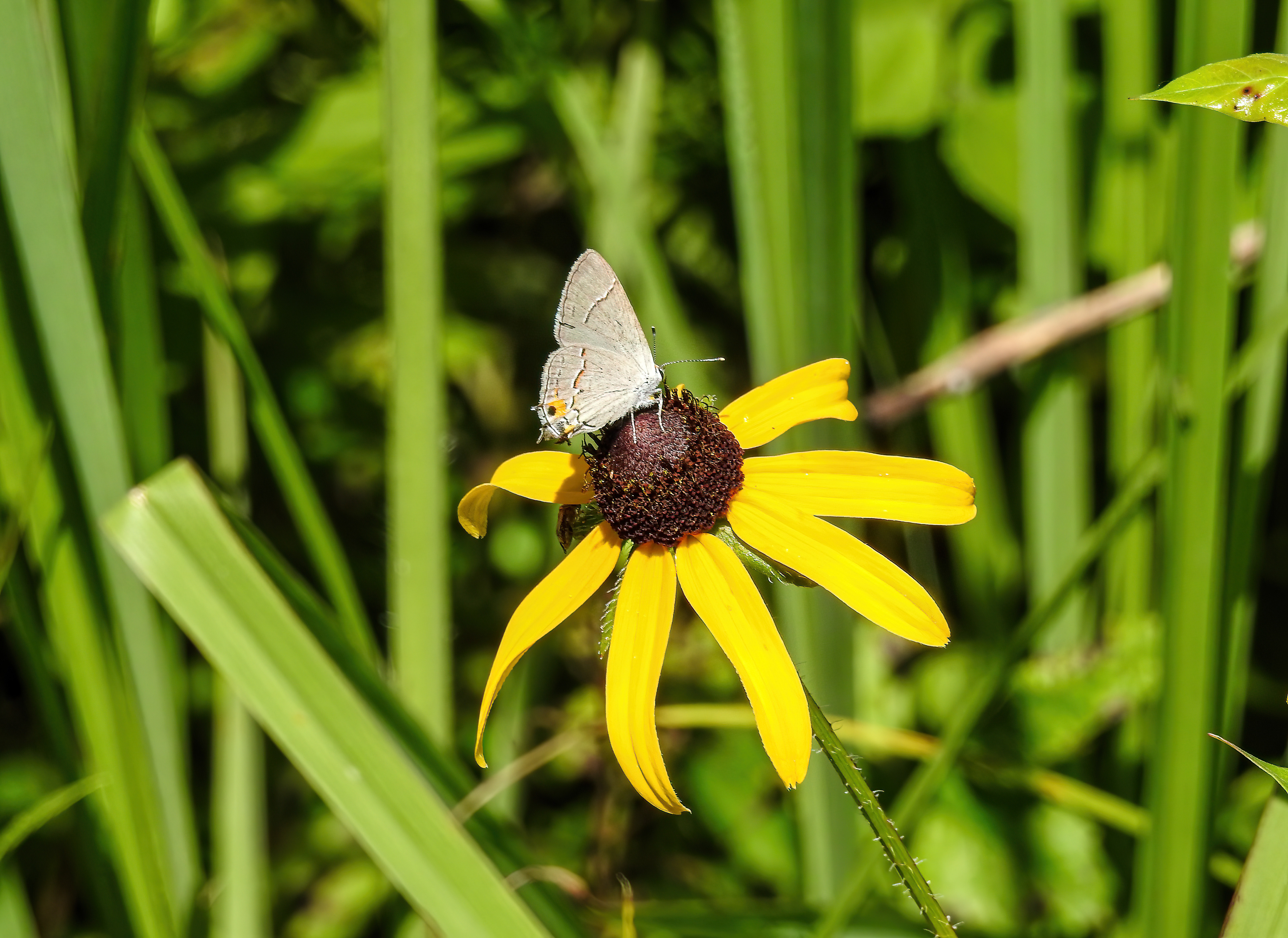 Grey Hairstreak