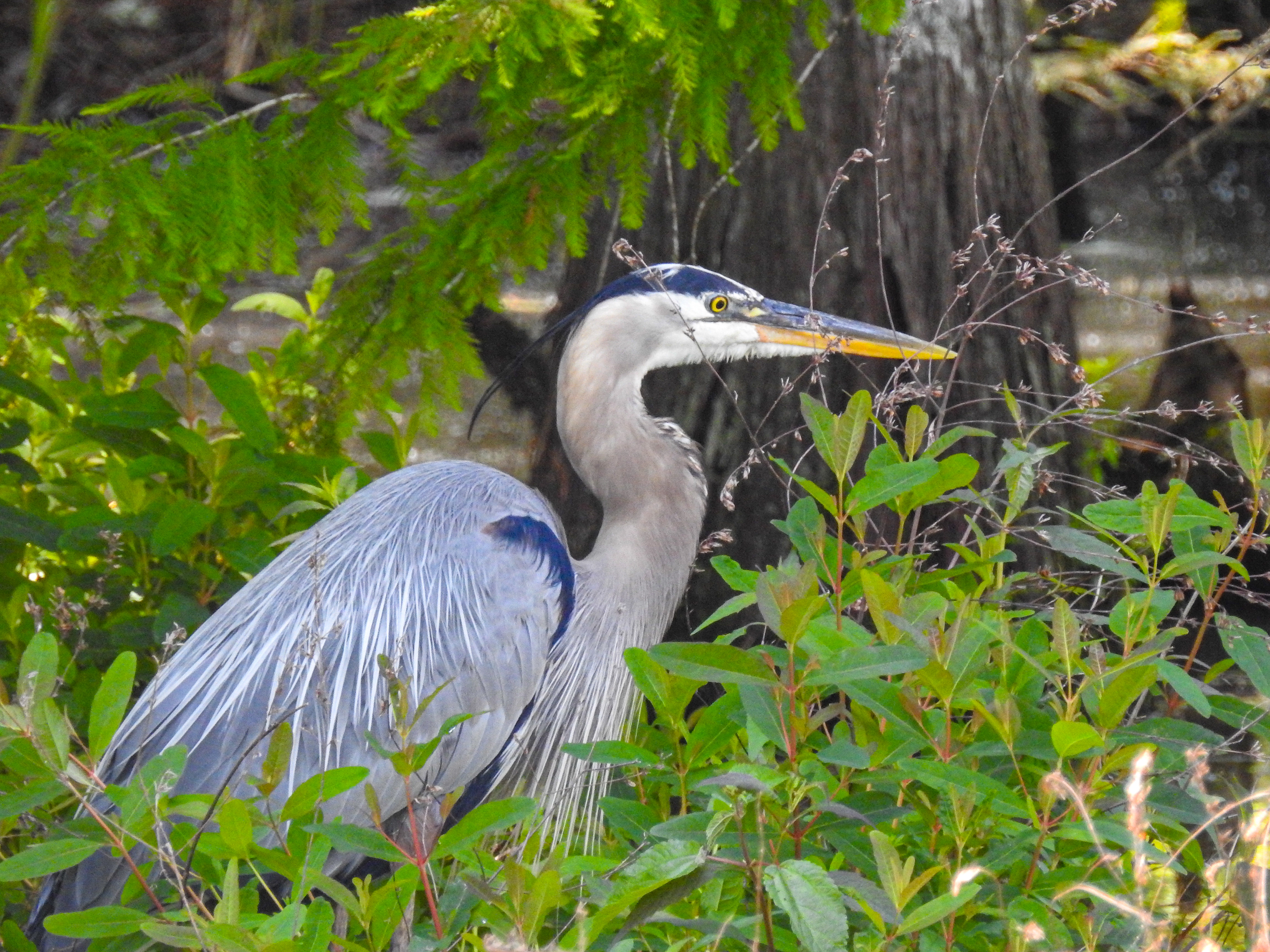 Great Blue Heron