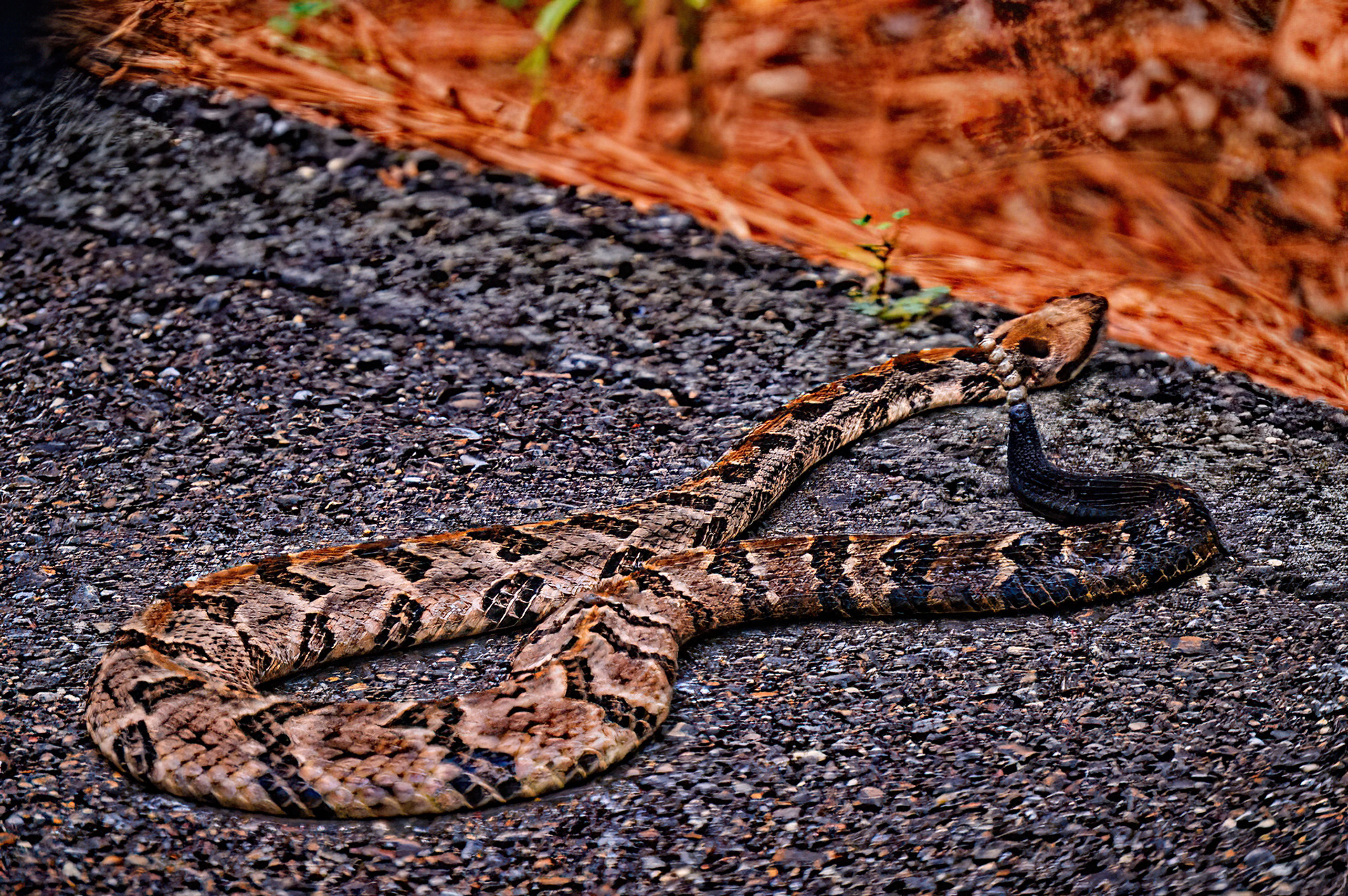 Timber Rattlesnake