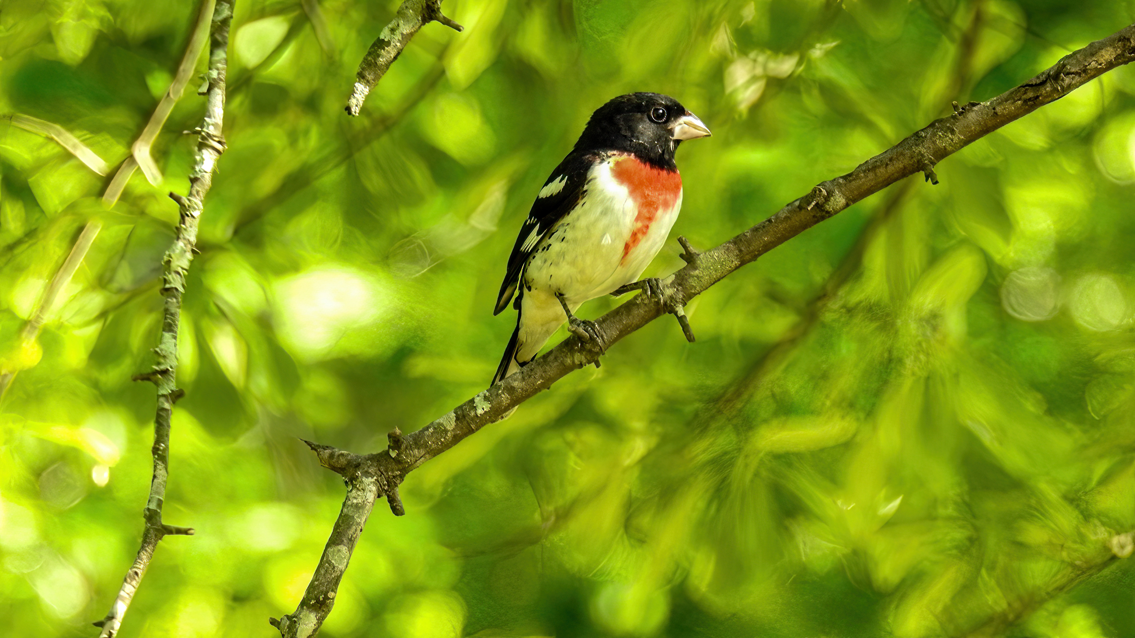 Rose-Breasted Grosbeak