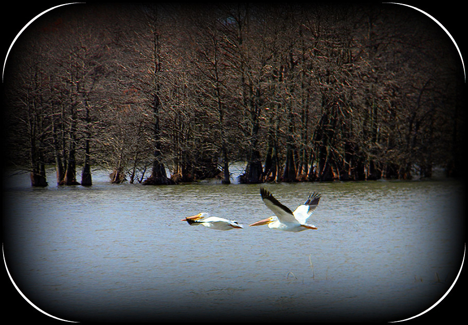 American Pelicans