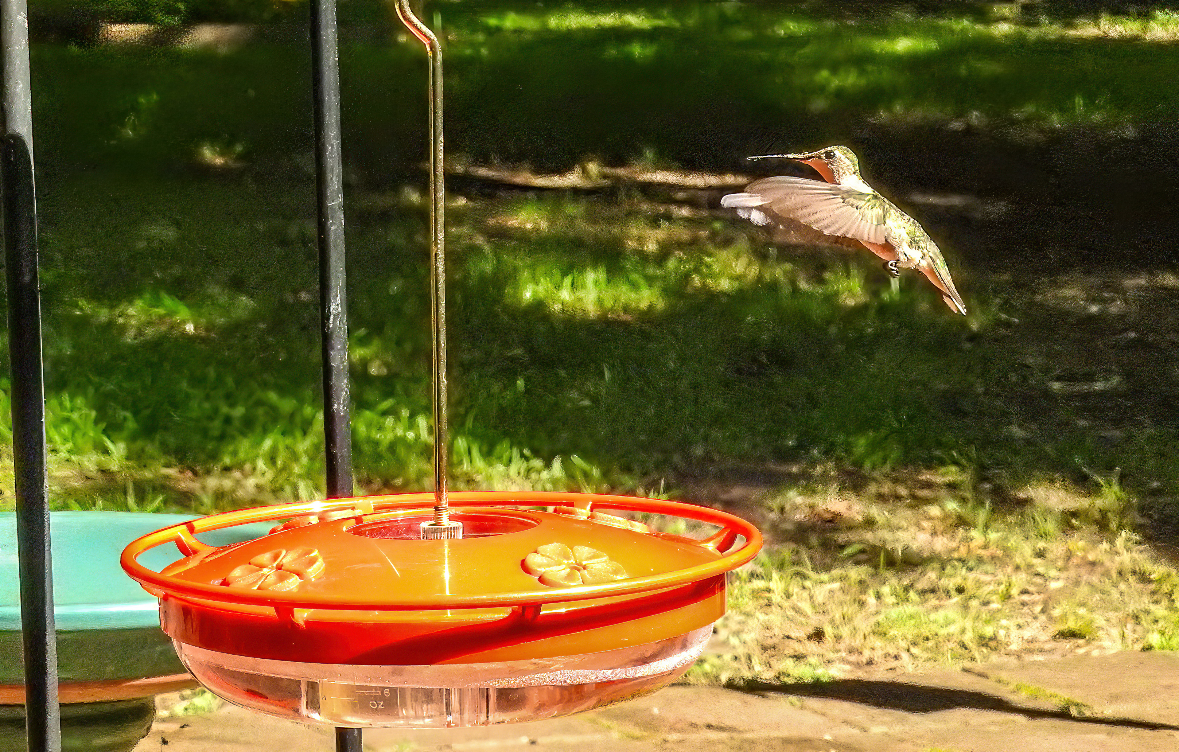 Ruby-throated Hummingbird