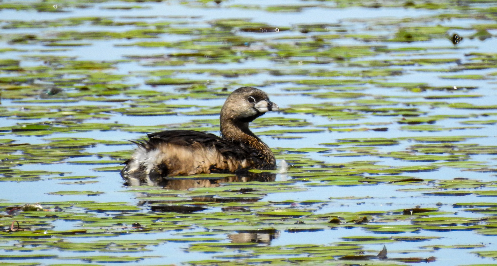 Pied-billed Grebe