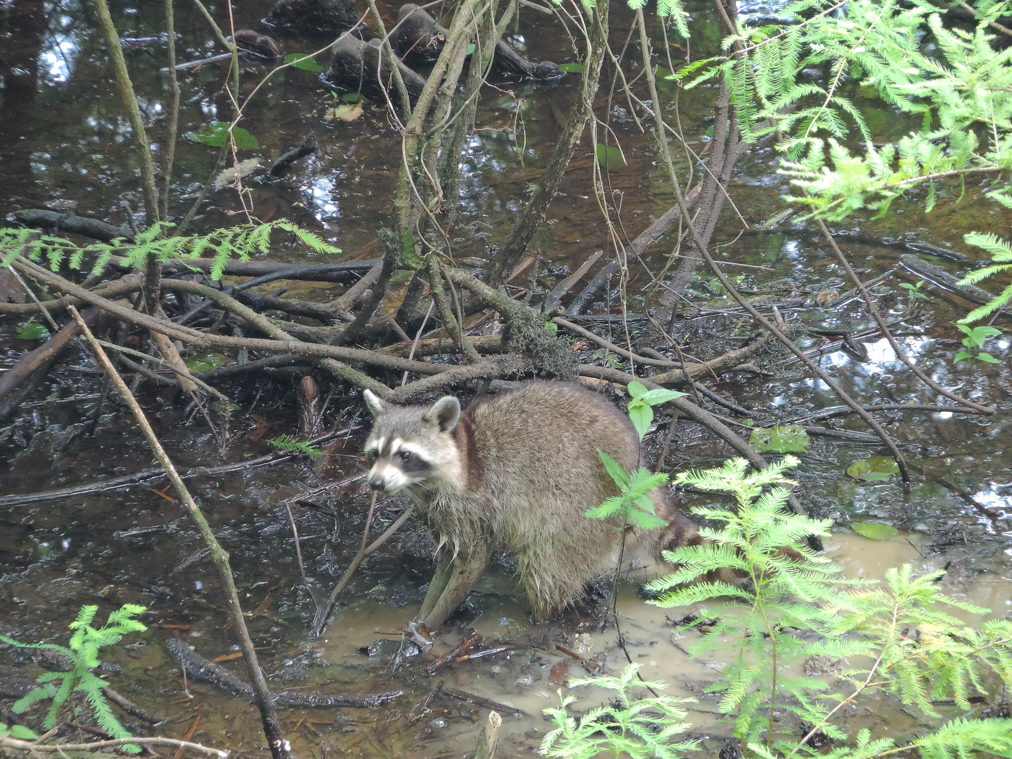 Raccoon